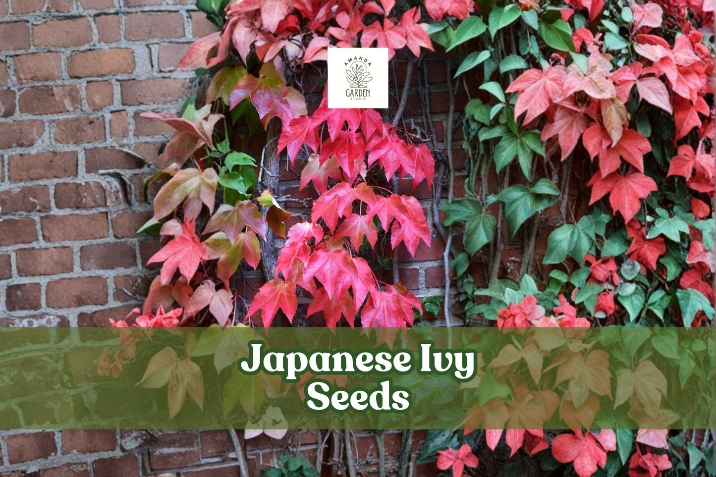 50 Japanese Ivy Seeds | Hardy Fast-Growing Creeping Vine | Hedera Species | Evergreen Ground Cover for Gardens and Landscapes