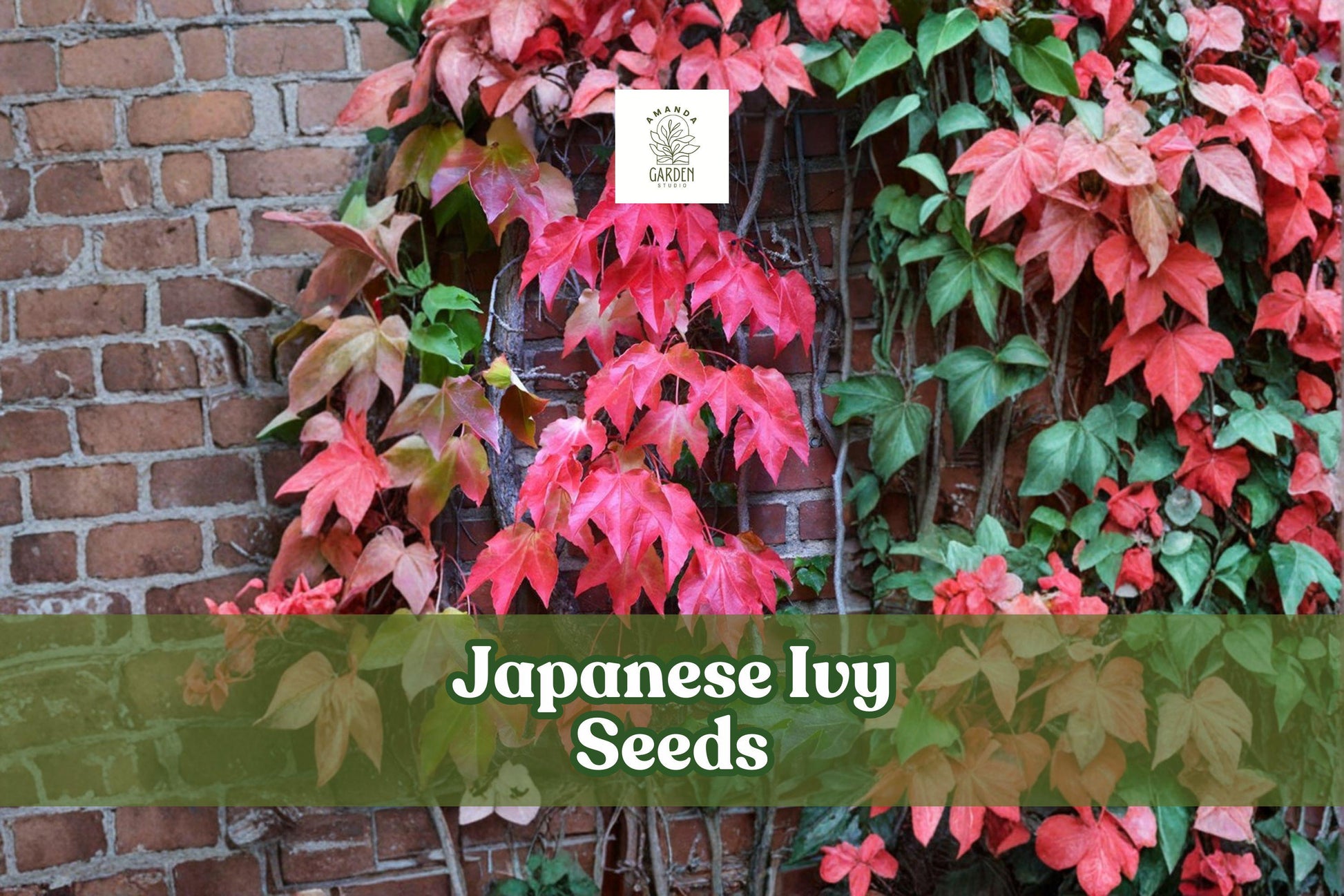 50 Japanese Ivy Seeds | Hardy Fast-Growing Creeping Vine | Hedera Species | Evergreen Ground Cover for Gardens and Landscapes