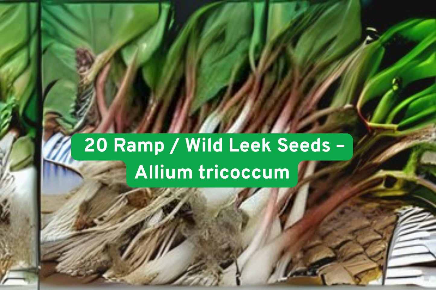 20 Wild Leek Seeds – Shade-Loving Heirloom Vegetable Herb – Allium tricoccum – Edible Perennial for Woodland Gardens