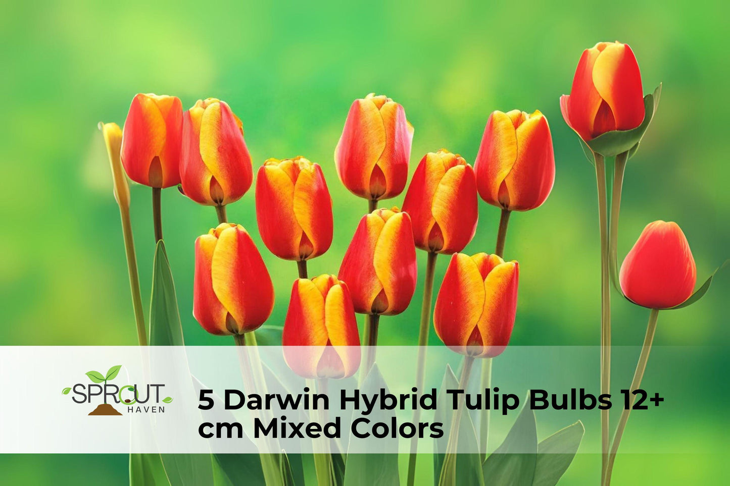Darwin Hybrid Tulip Bulbs - 5 Mixed Color Perennial Bulbs (12+ cm) - Tulipa (Darwin Hybrid Group) for Spring Garden Display