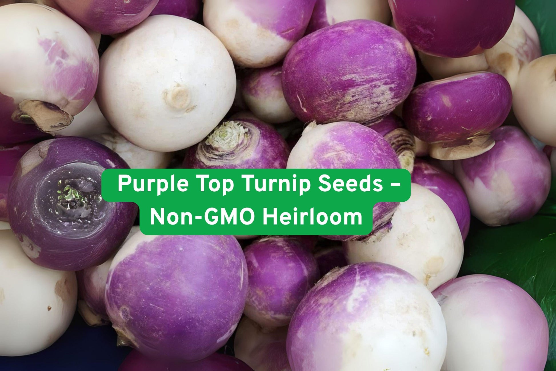 Non-GMO Purple Top Turnip Seeds - Heirloom Vegetable for Garden - Brassica rapa subsp. rapa - Ideal for Spring & Fall Planting