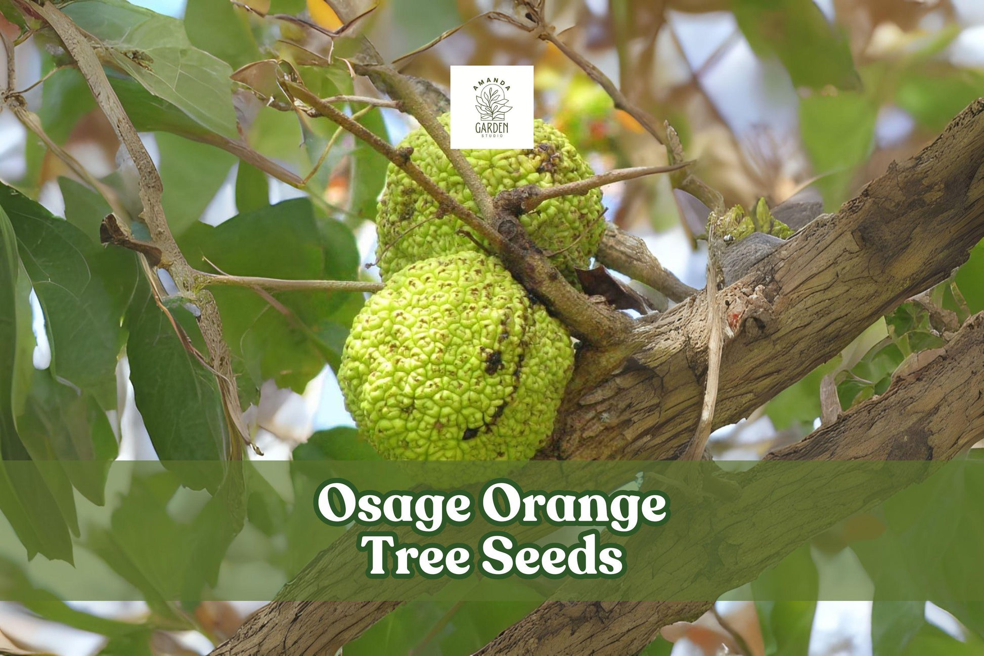 Osage Orange Tree Seeds - 20 Pack - Maclura pomifera - Hardy Ornamental & Hedge Plant - Unique Green Fruit