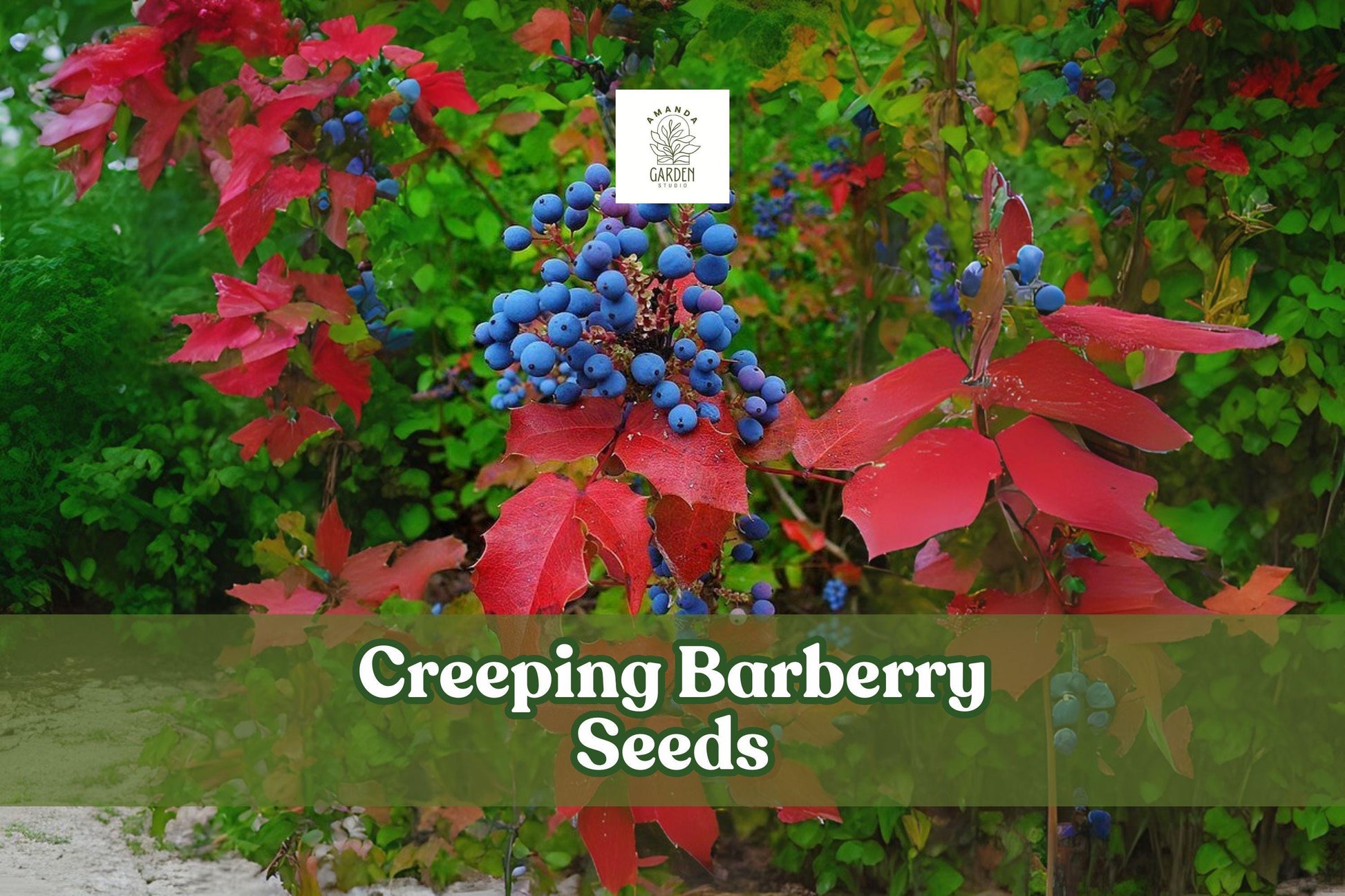 Creeping Barberry Seeds - 50 Mahonia repens Seeds for Evergreen Ground Cover, Yellow Flowers, Blue Berries, Hardy Perennial
