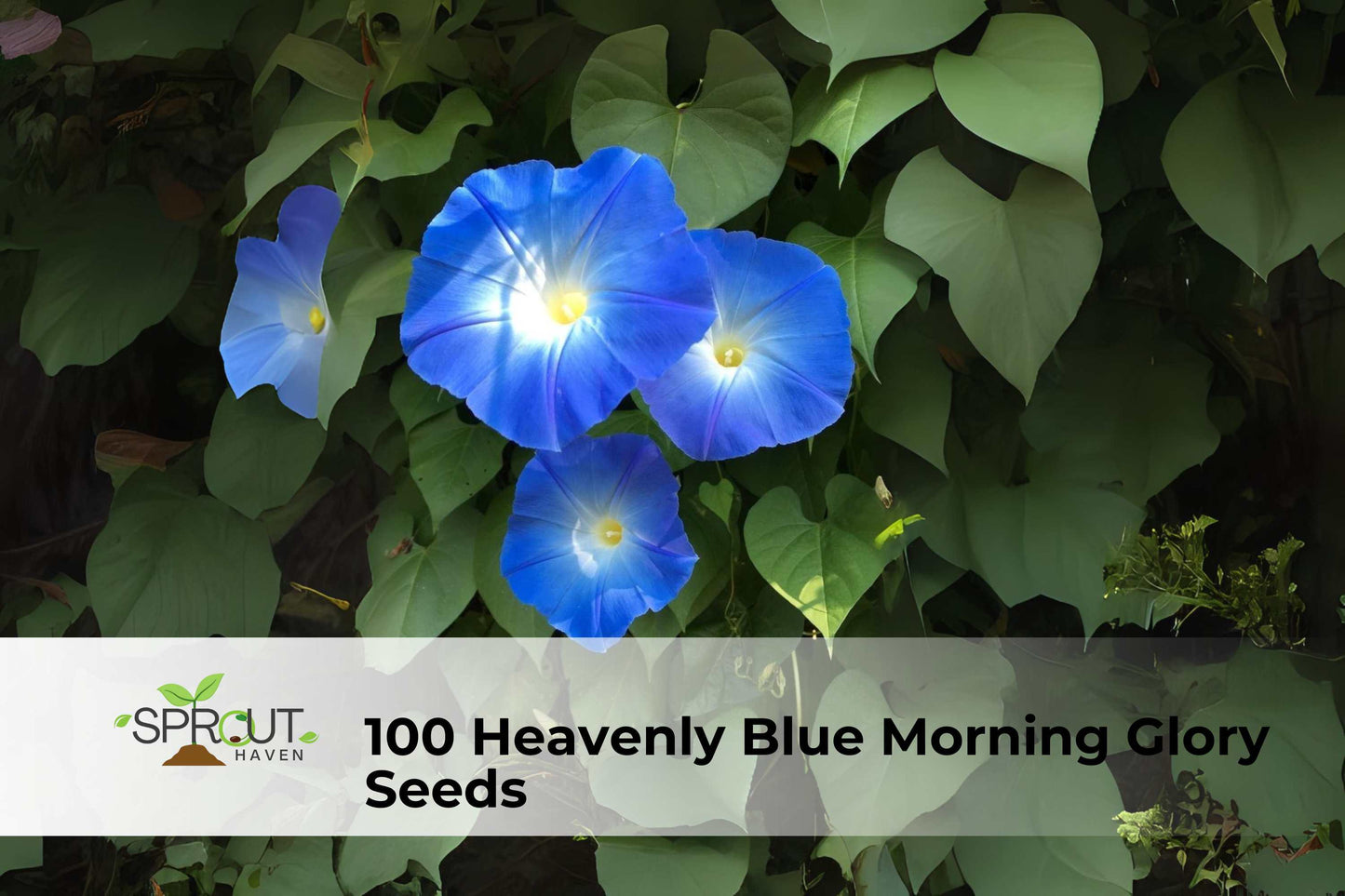 100 Morning Glory Seeds | Heavenly Blue Climbing Vine | Ipomoea tricolor | Heirloom Annual for Trellises and Fences