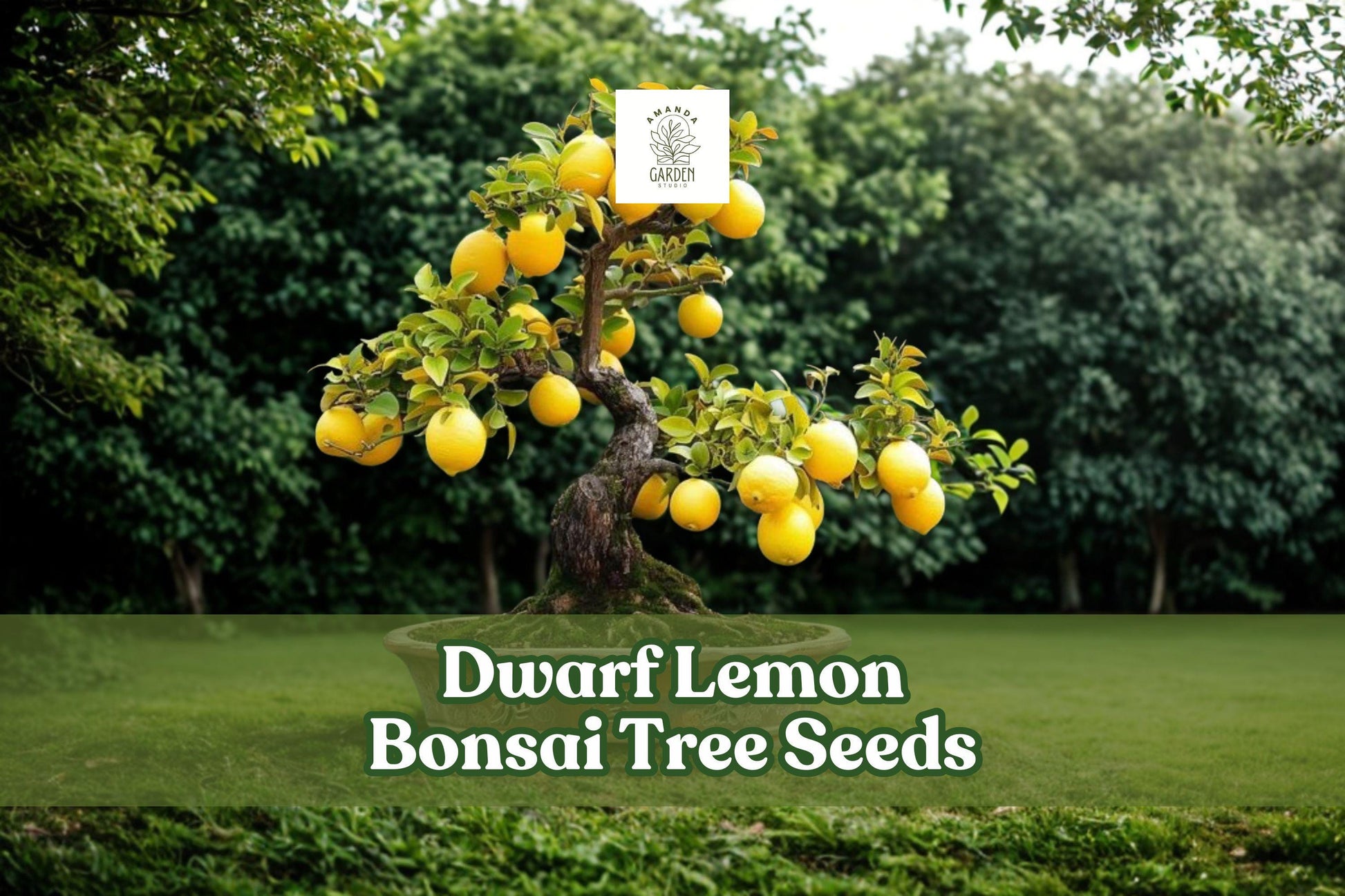 Dwarf Lemon Bonsai Tree Seeds - 30+ Citrus limon Ornamental Seeds for Container Growing, Fragrant Blossoms, Compact Growth