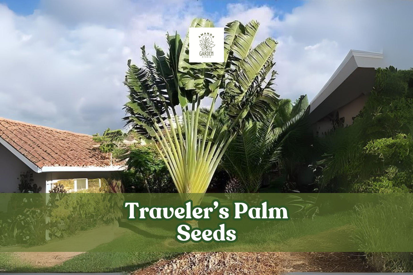 Traveler’s Palm Seeds - 5 Premium Seeds - Ravenala madagascariensis - Exotic Bird of Paradise Plant for Tropical Gardens