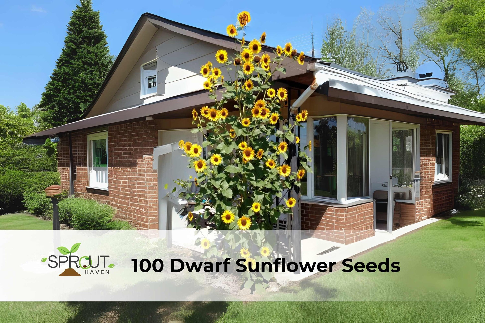 100 Dwarf Sunflower Seeds - Compact Yellow Helianthus Annuus - Easy to Grow Annual for Containers and Small Gardens