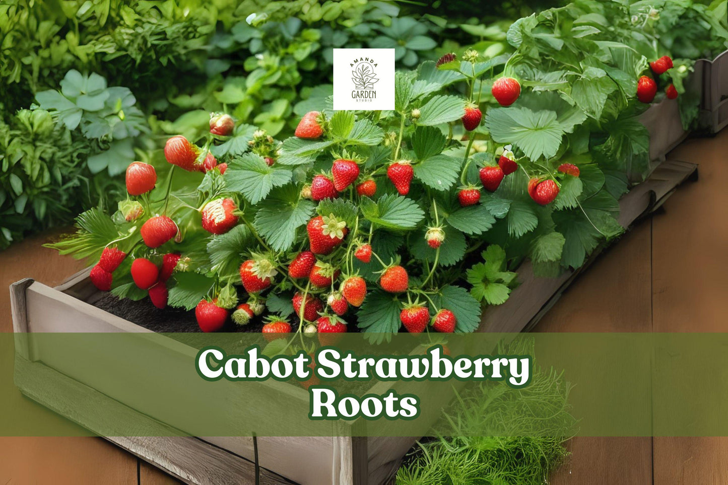 5 Cabot Strawberry Roots - Hardy Perennial Fruit Plants (Fragaria × ananassa) - Large Juicy Red Berries for Garden or Containers
