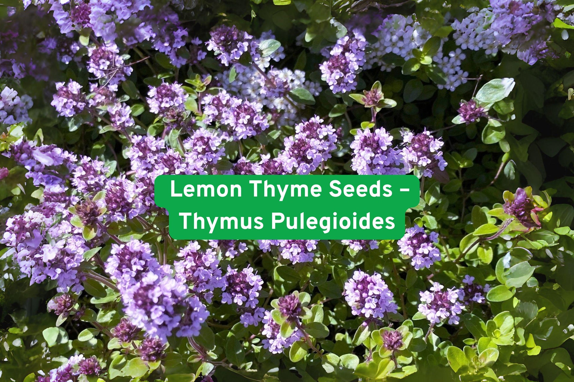 Lemon Thyme Seeds - Thymus Pulegioides - Culinary Herb - Aromatic Perennial - Easy to Grow for Gardens & Indoor Use