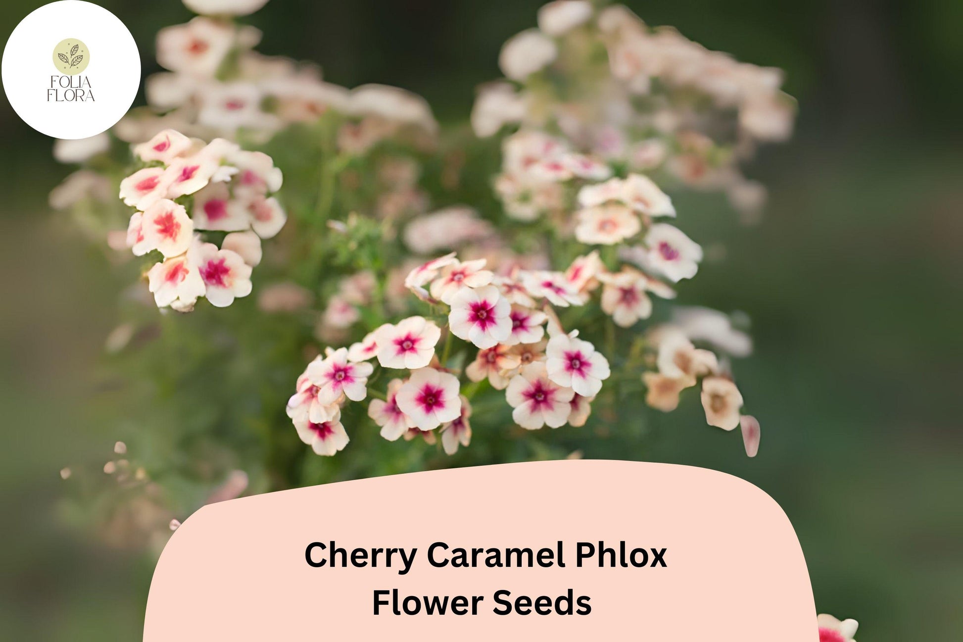 Cherry Caramel Phlox Seeds - 100+ Unique Rose-Cream Blooms (Phlox drummondii) - Annual Flower for Beds, Borders, Containers
