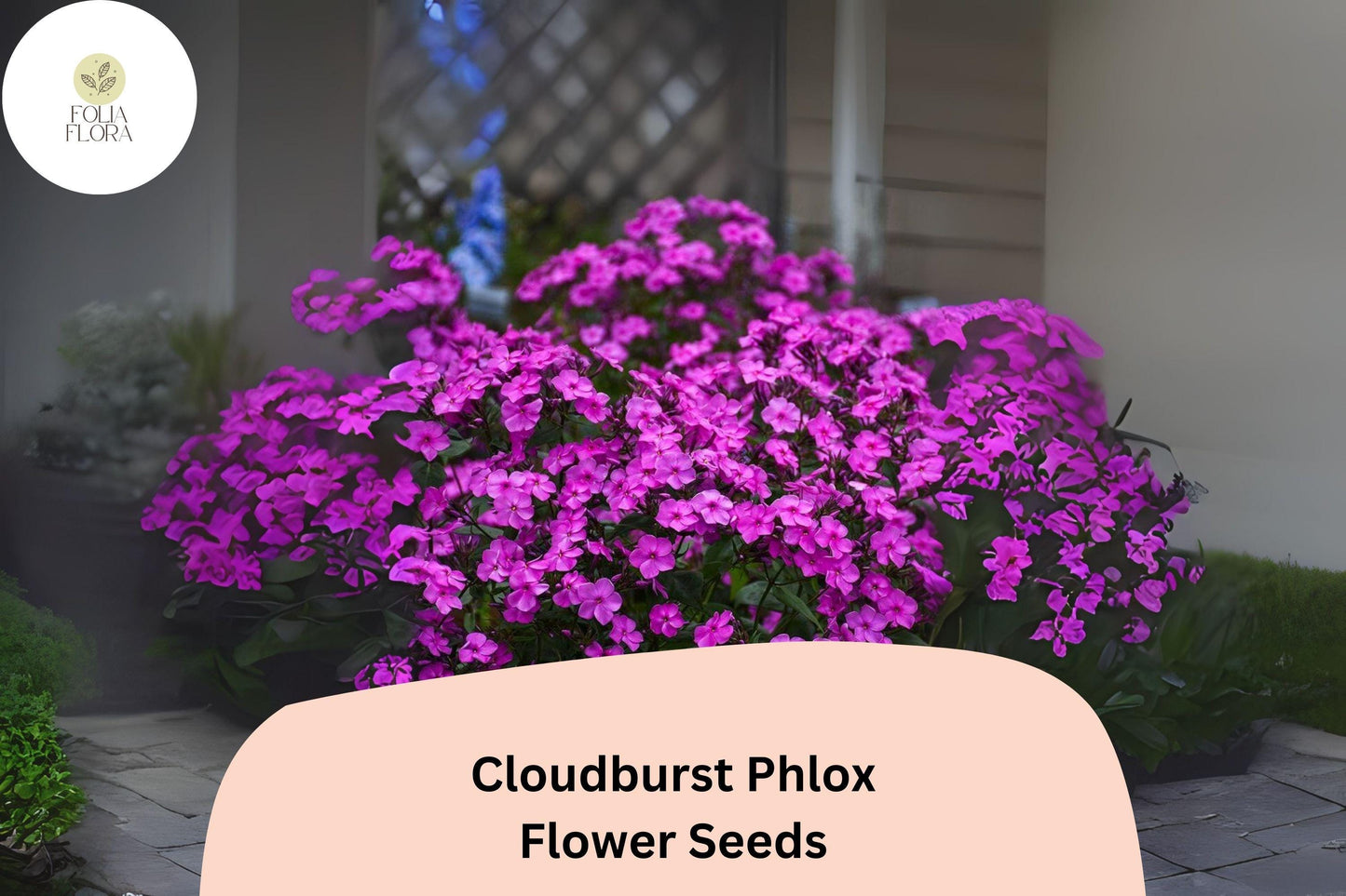 Cloudburst Phlox Seeds, 100+ Count, Purple-Magenta Perennial Flowers, Phlox paniculata, Attracts Butterflies, Easy to Grow