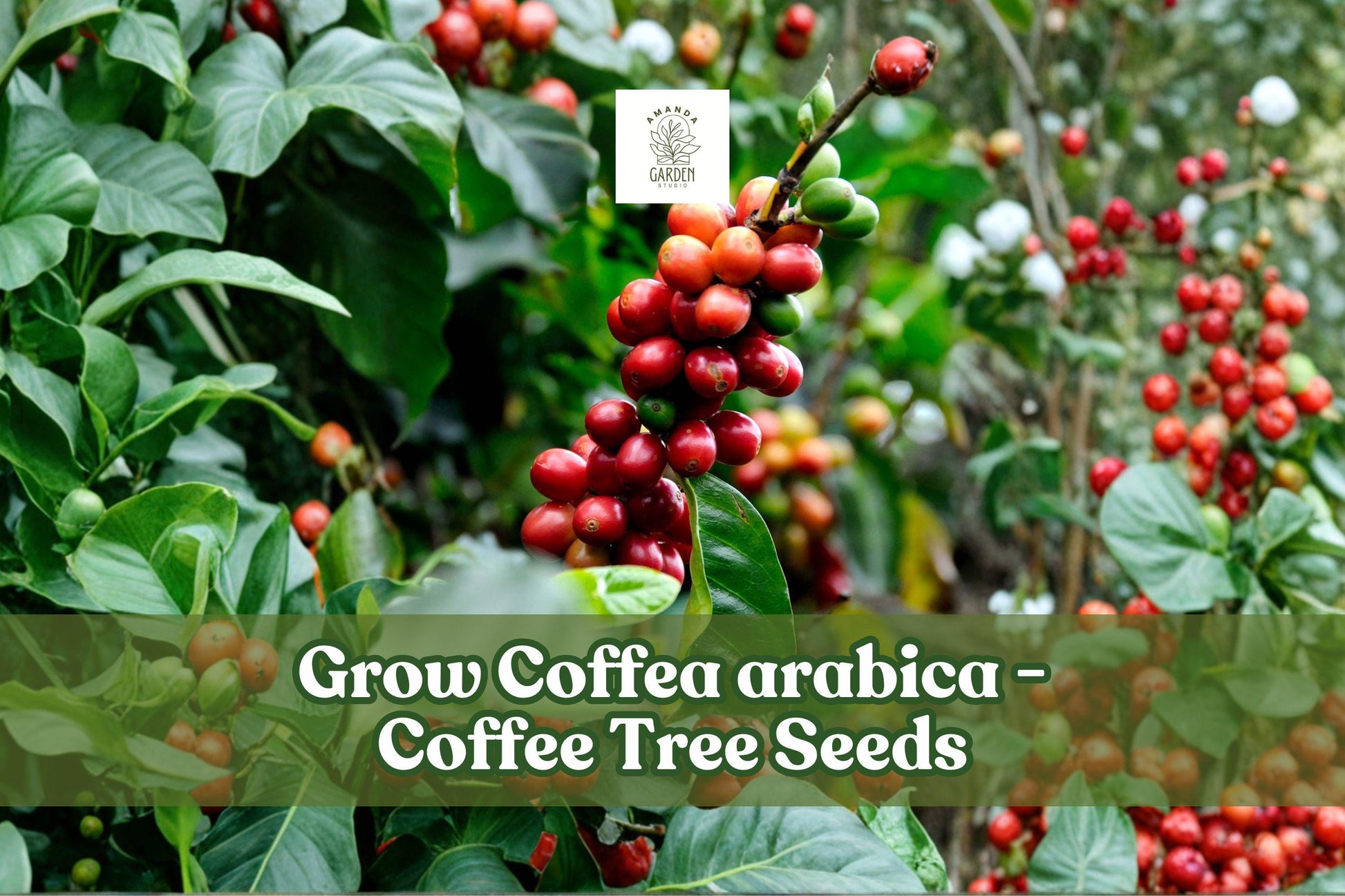 Coffea Arabica Seeds | 20 Tropical Coffee Plant Seeds for Bonsai | Raw Green Seeds for Indoor/Outdoor Growing