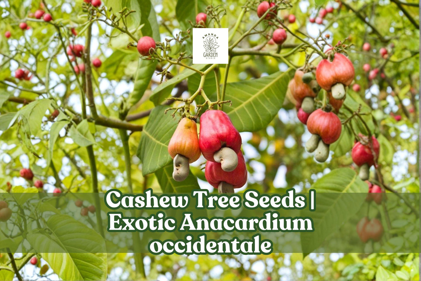 6 Exotic Cashew Tree Seeds - Tropical Bonsai Plant, Anacardium occidentale - Non-Edible, Ornamental Gardening Seeds