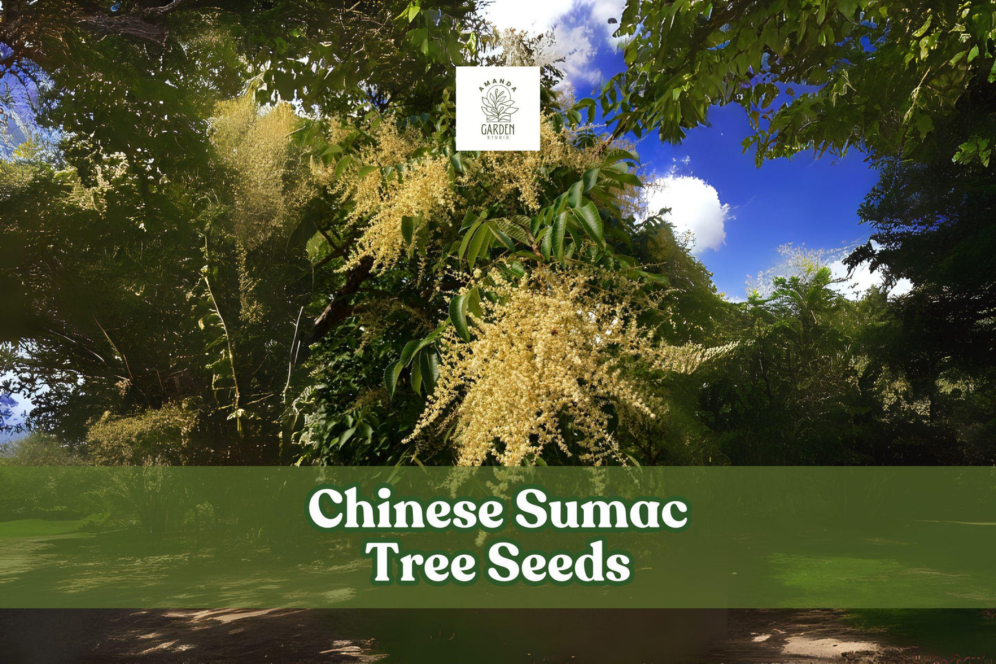 Chinese Sumac Tree Seeds - 30 Viable Seeds - Nutgall Tree (Rhus chinensis) - Ornamental Shrub with Vibrant Fall Foliage