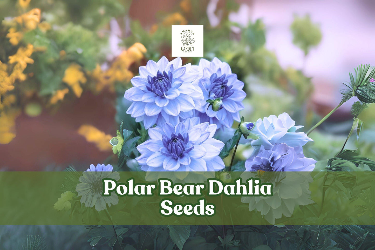 50 Polar Bear Dahlia Seeds - White Pompon Blooms - Dahlia × variabilis - USA Packed for Gardens and Cut Flowers