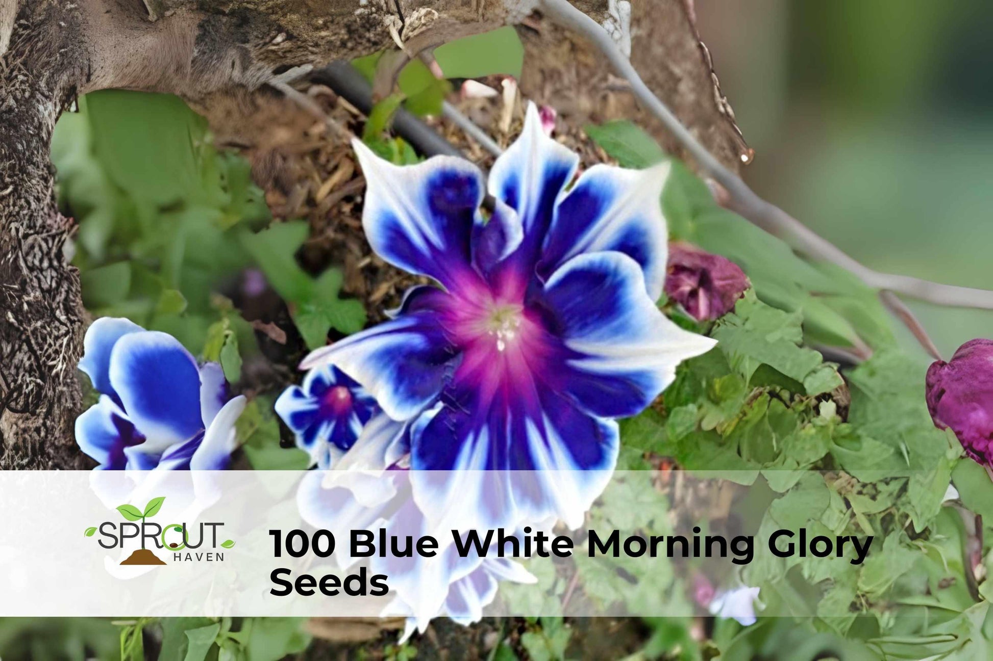 100 Morning Glory Seeds | Blue & White Mix | Ipomoea Tricolor | Fast-Growing Climbing Vine for Garden, Fences & Trellises