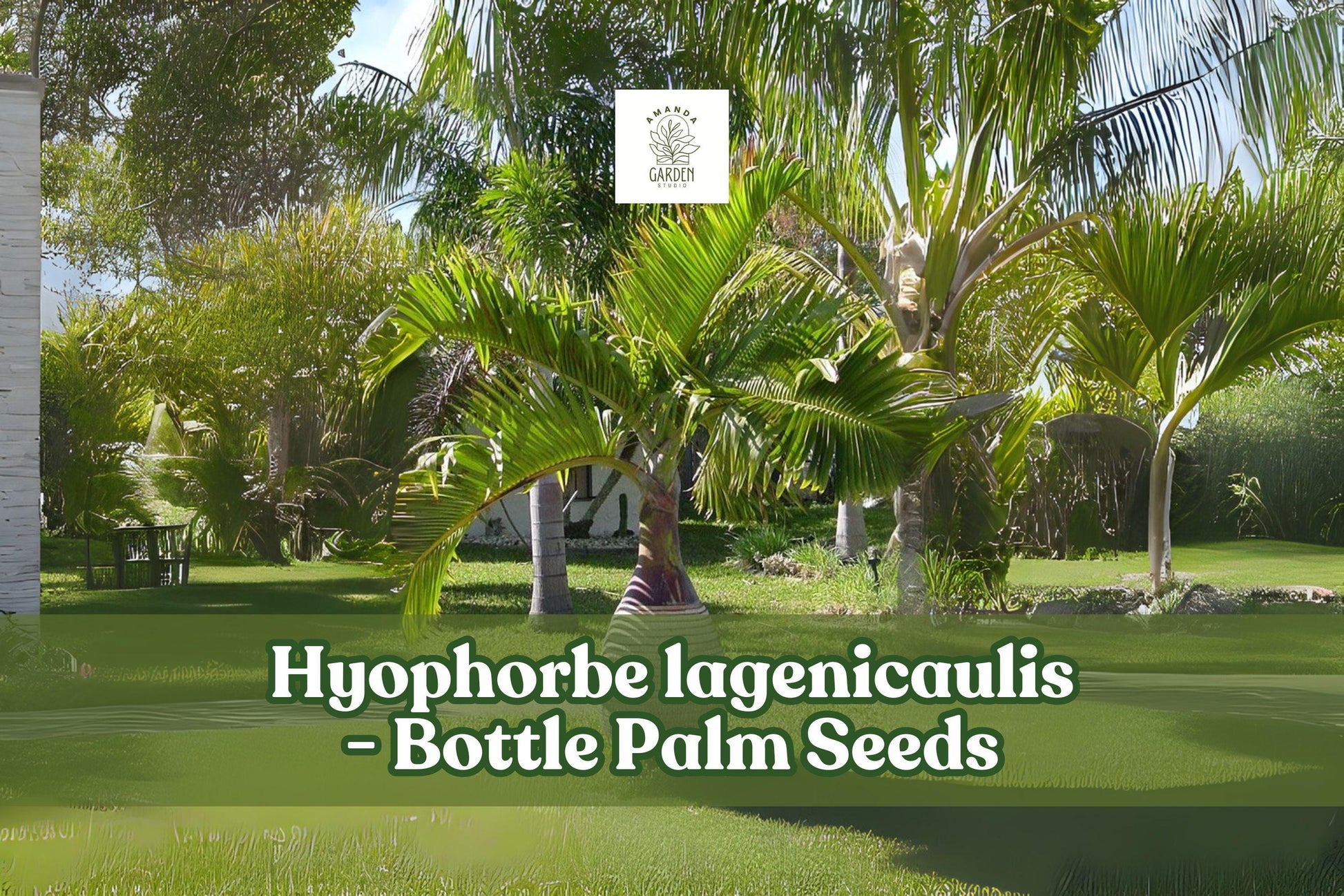 10 Bottle Palm Seeds | Hyophorbe lagenicaulis | Tropical Ornamental Palm | Exotic Trunk Shape | Indoor/Outdoor Planting