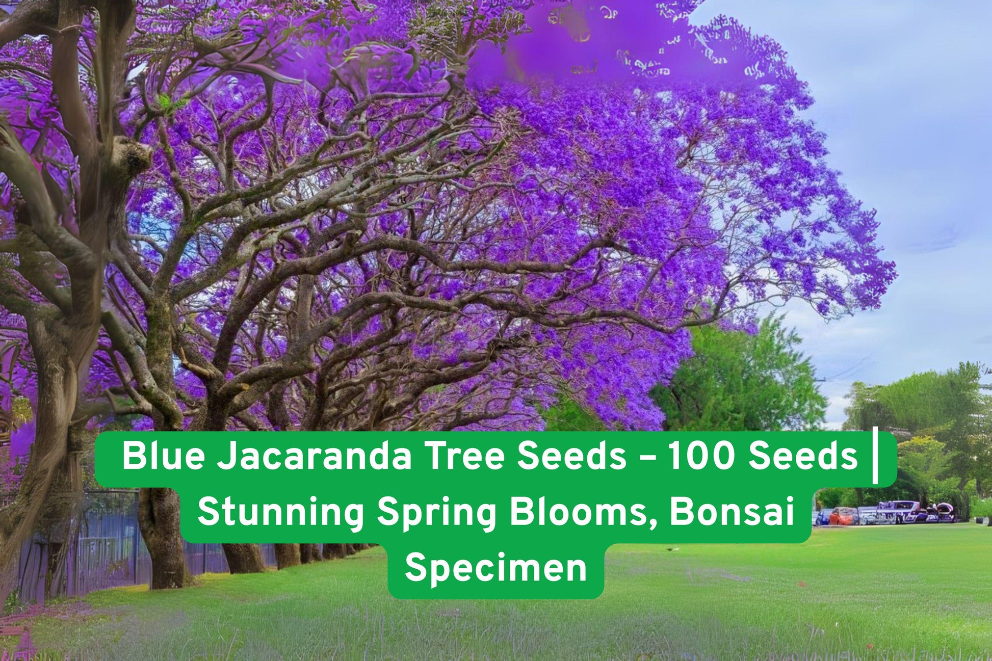 Blue Jacaranda Tree Seeds - 100 Non-GMO Seeds for Bonsai - Vibrant Blue-Purple Blooms - Jacaranda mimosifolia
