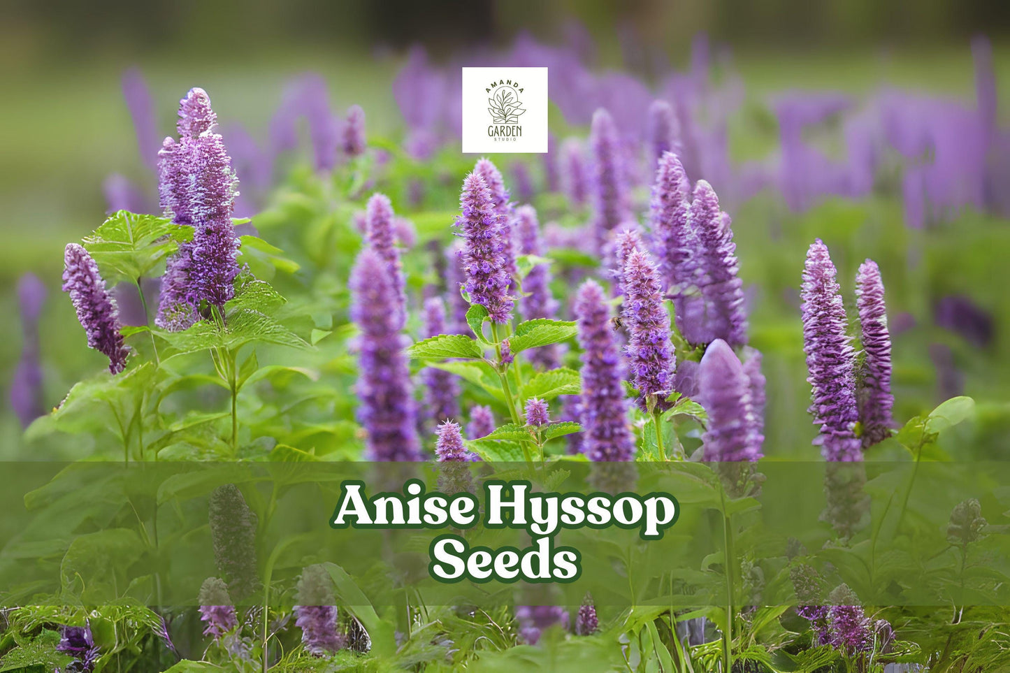 200 Anise Hyssop Seeds - Agastache foeniculum - Pollinator-Friendly Wildflower with Lavender Spikes - Non-GMO Seeds