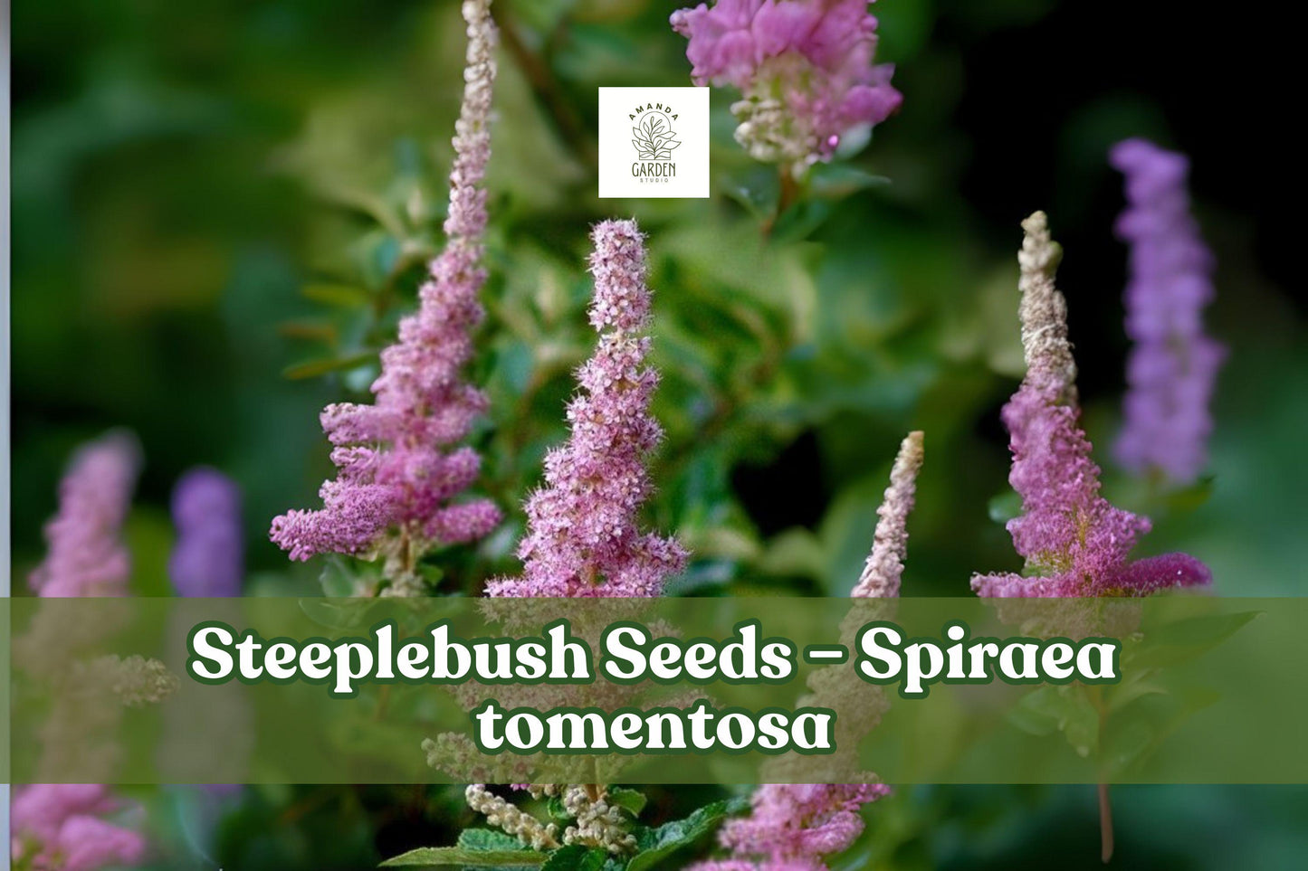 Steeplebush Seeds 100 Count Spiraea Tomentosa Pink Blooms Native Pollinator Friendly Moisture-Loving Plant