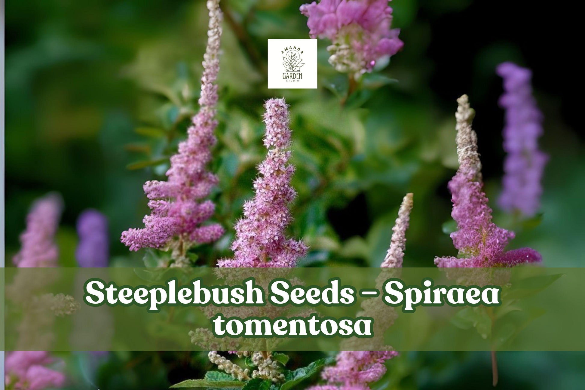 Steeplebush Seeds 100 Count Spiraea Tomentosa Pink Blooms Native Pollinator Friendly Moisture-Loving Plant