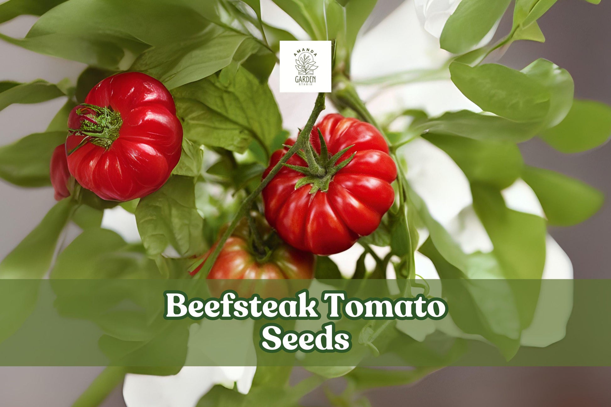 50 Beefsteak Tomato Seeds - Non-GMO Indeterminate Variety for Sandwiches & Salads - Solanum lycopersicum