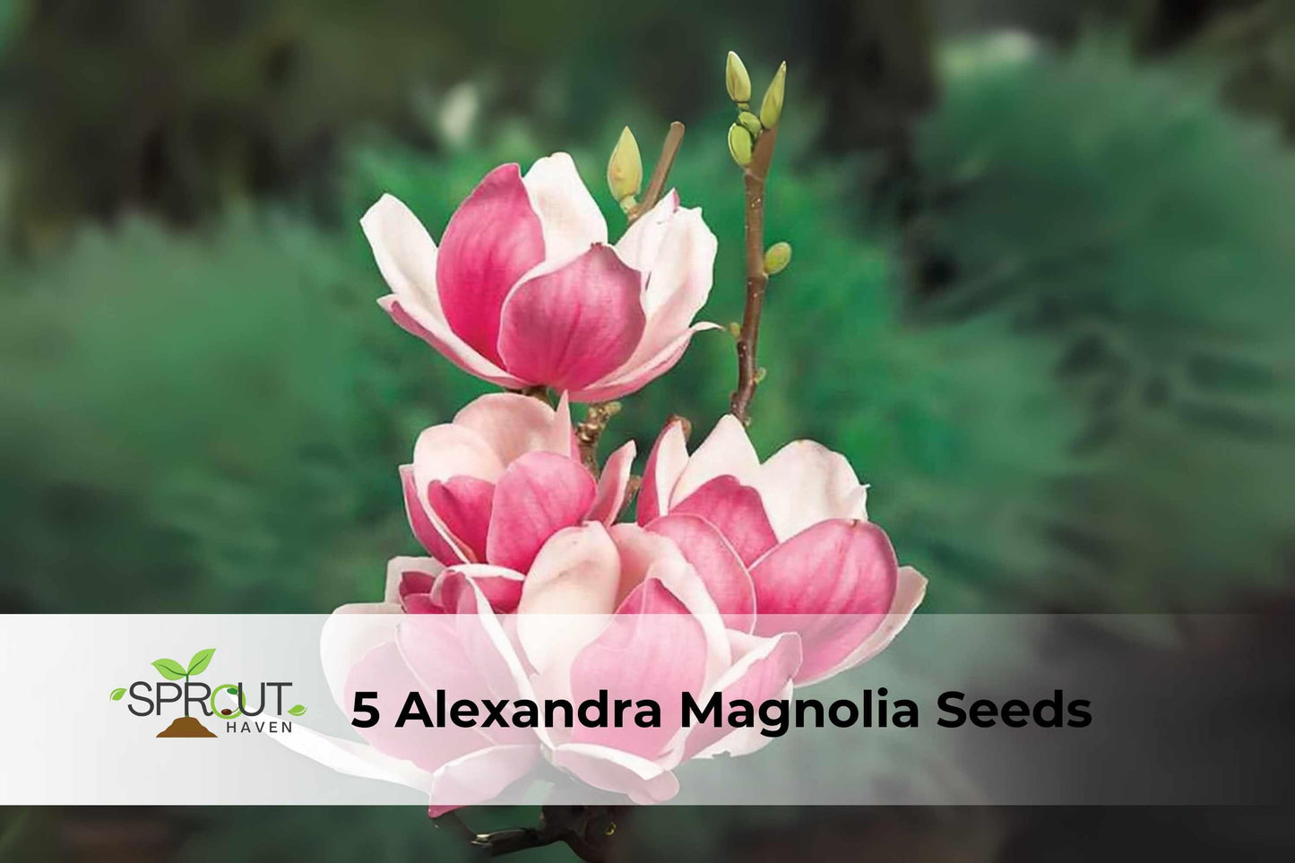 5 Alexandra Magnolia Seeds | Pink & White Tulip Tree | Magnolia × soulangeana ‘Alexandrina’ | Fragrant Spring Blooms