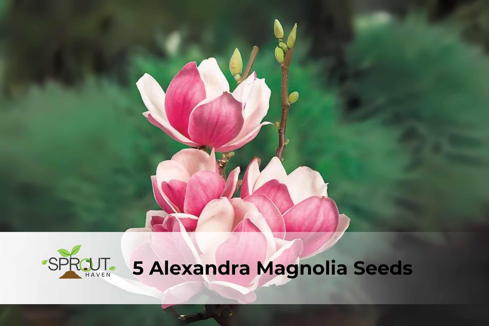 5 Alexandra Magnolia Seeds | Pink & White Tulip Tree | Magnolia × soulangeana ‘Alexandrina’ | Fragrant Spring Blooms