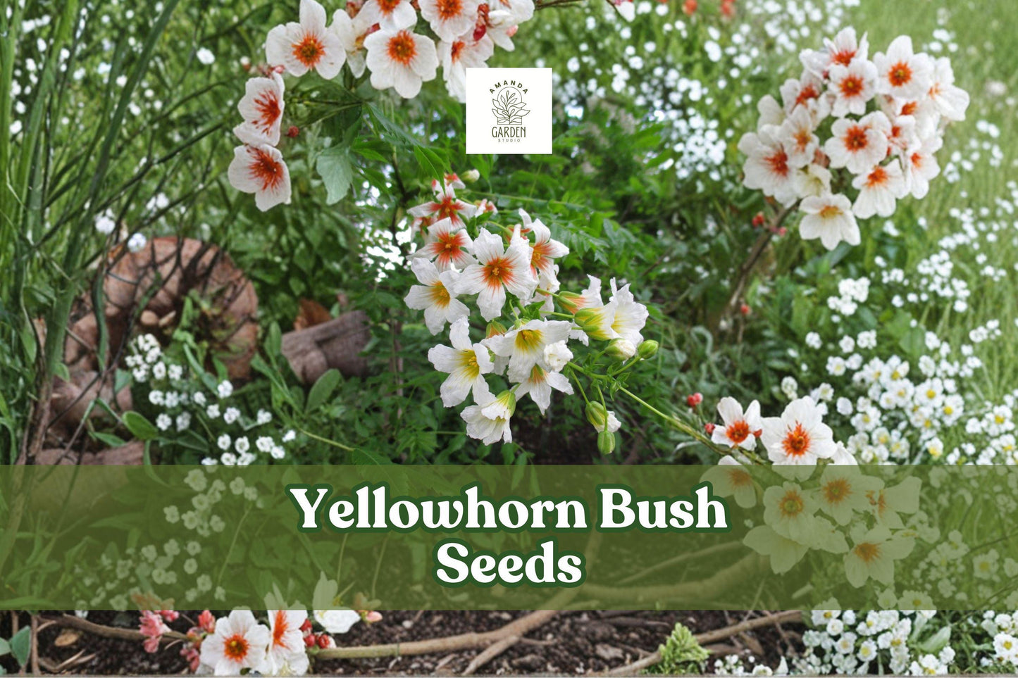6 Yellowhorn Bush Seeds | Xanthoceras sorbifolium | Hardy Flowering Tree | Edible Nuts | Drought-Tolerant Ornamental Shrub