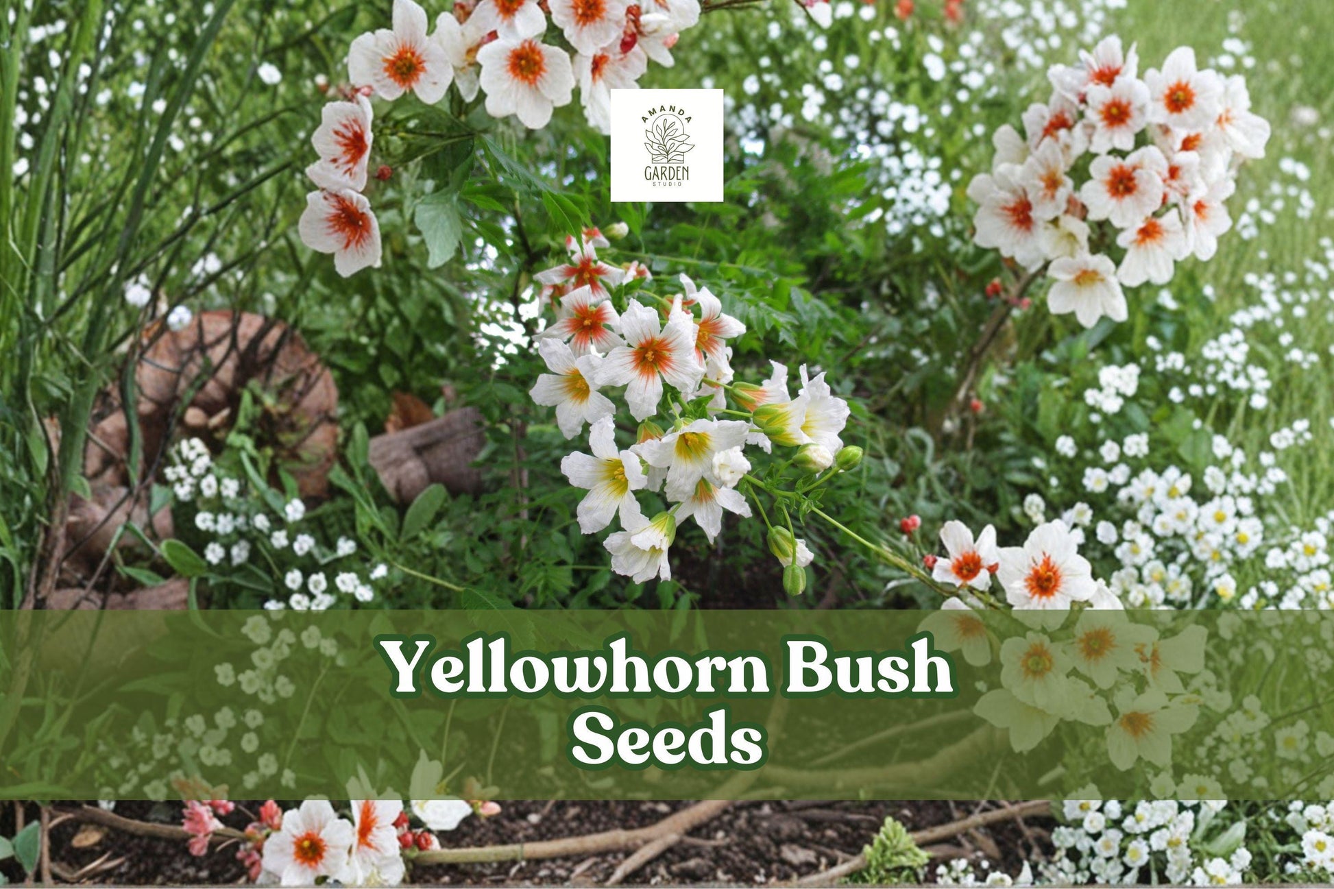 6 Yellowhorn Bush Seeds | Xanthoceras sorbifolium | Hardy Flowering Tree | Edible Nuts | Drought-Tolerant Ornamental Shrub
