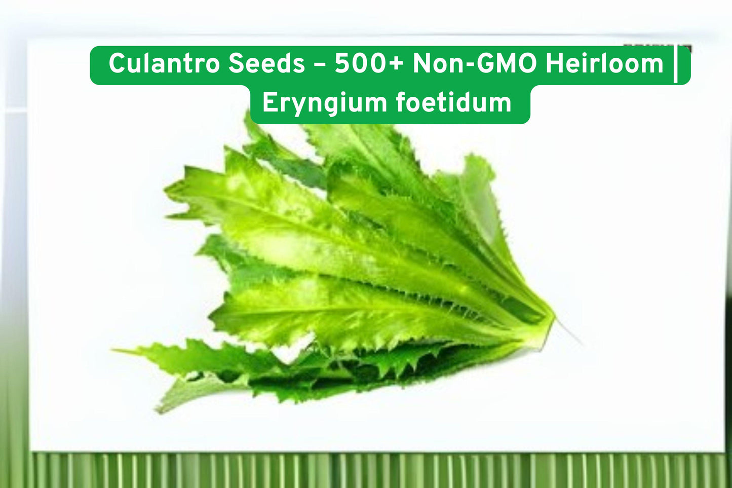 Culantro Seeds - 500+ Non-GMO Heirloom - Eryngium foetidum - Strong Cilantro Flavor - Warm Season Herb for Cooking
