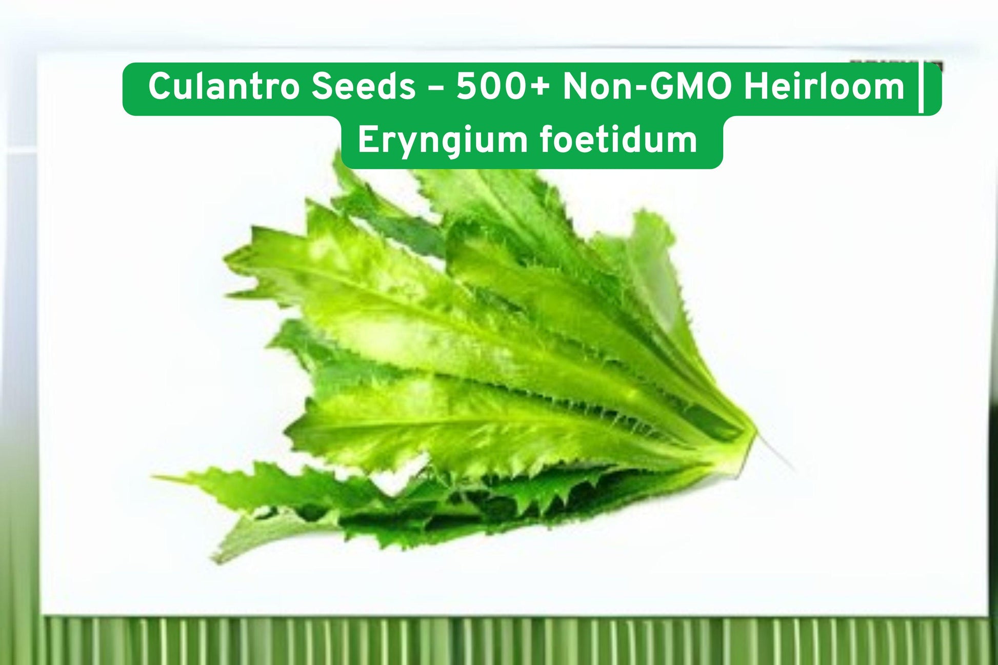 Culantro Seeds - 500+ Non-GMO Heirloom - Eryngium foetidum - Strong Cilantro Flavor - Warm Season Herb for Cooking