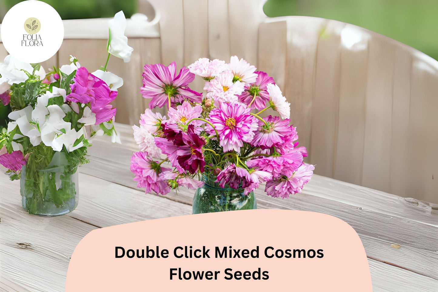 Double Click Cosmos Seeds | 200+ Mixed Colors | Cosmos bipinnatus ‘Double Click Mix’ | Cut Flower Garden