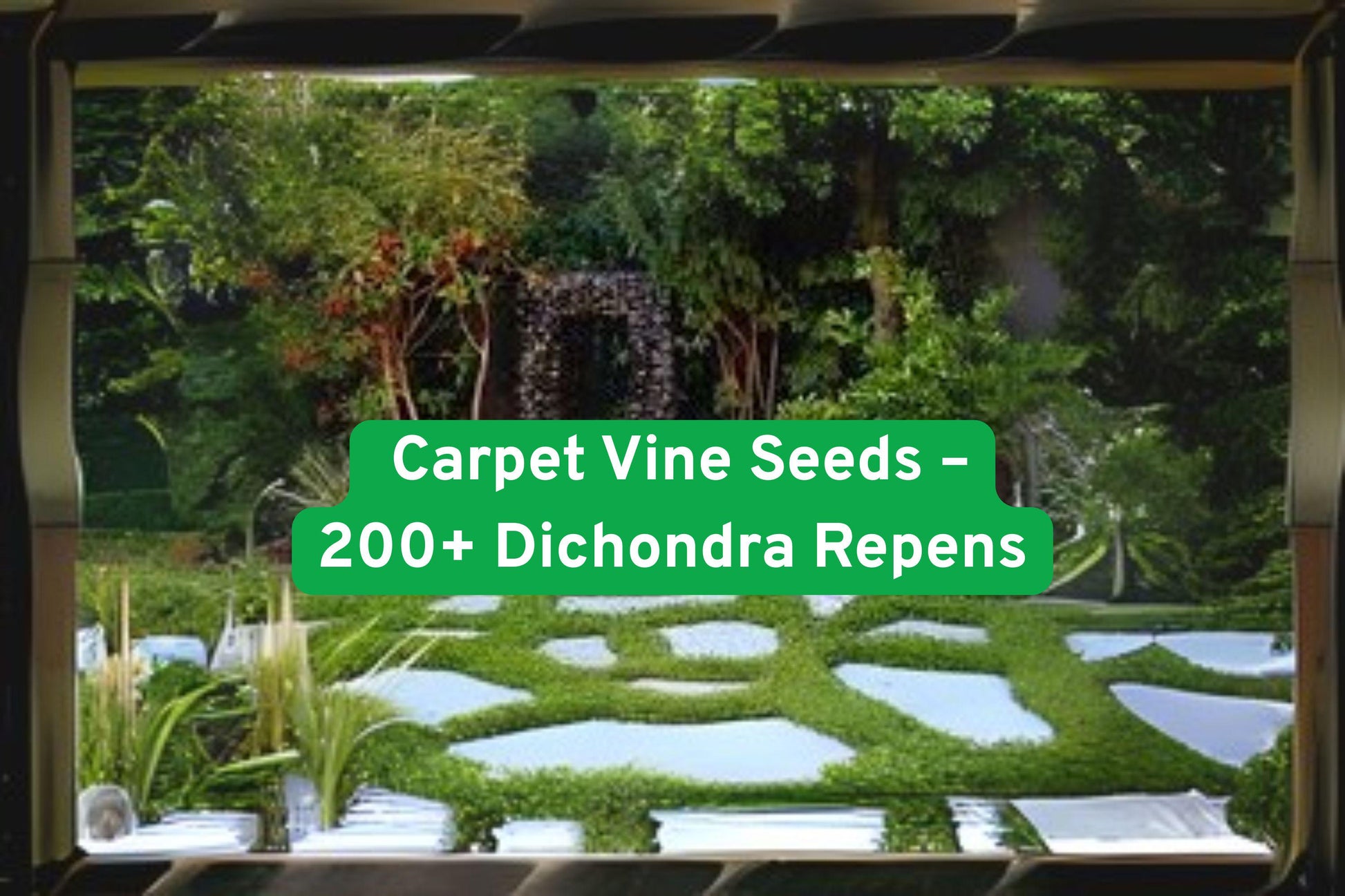 Dichondra Repens Seeds - 200+ Non-GMO Carpet Vine Seeds for Lush Green Ground Cover, Drought-Tolerant Lawn Alternative