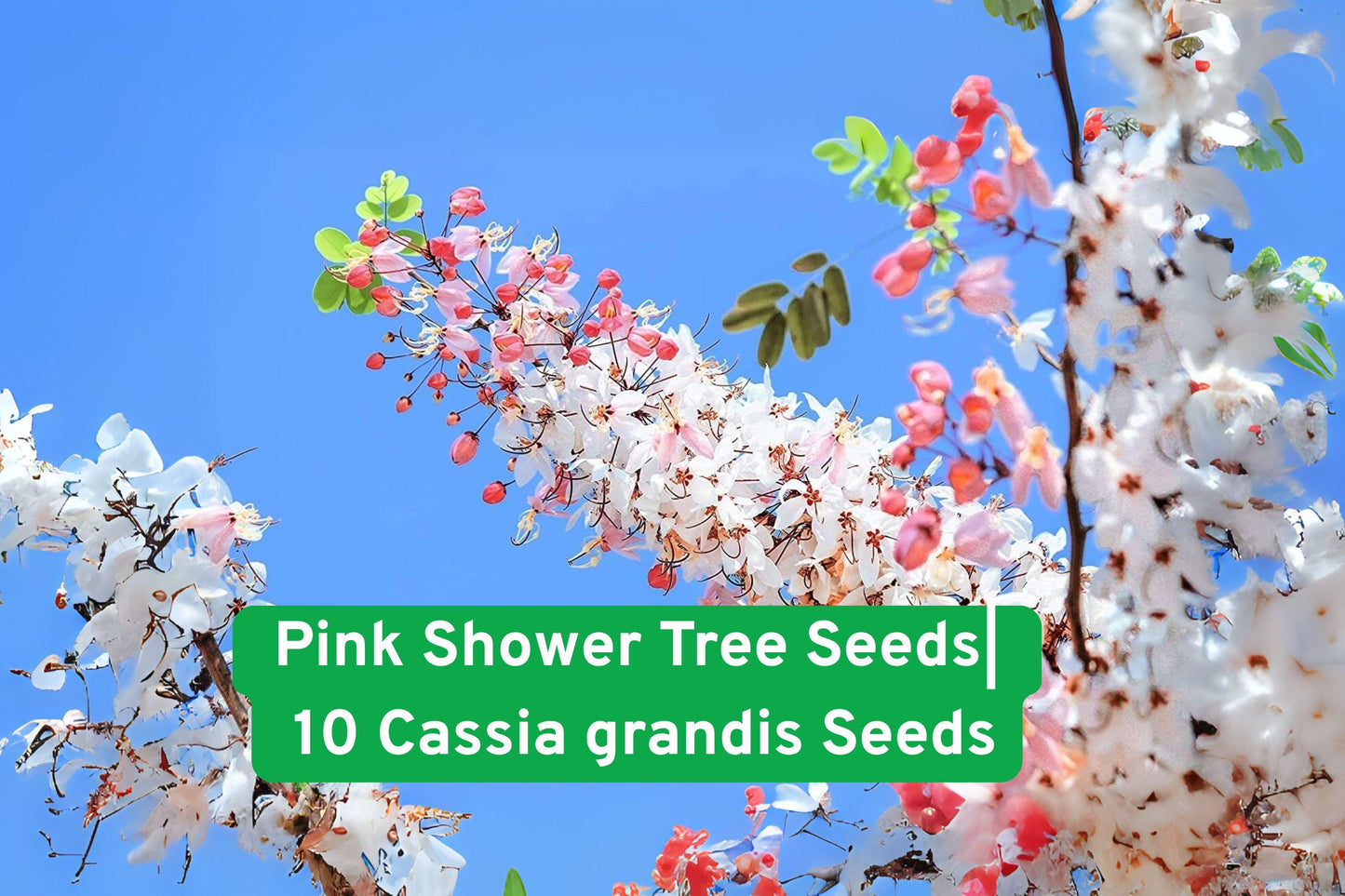 Pink Shower Tree Seeds - 10 Non-GMO Cassia grandis - Vibrant Pink Blooms for Tropical Gardens - Easy to Grow