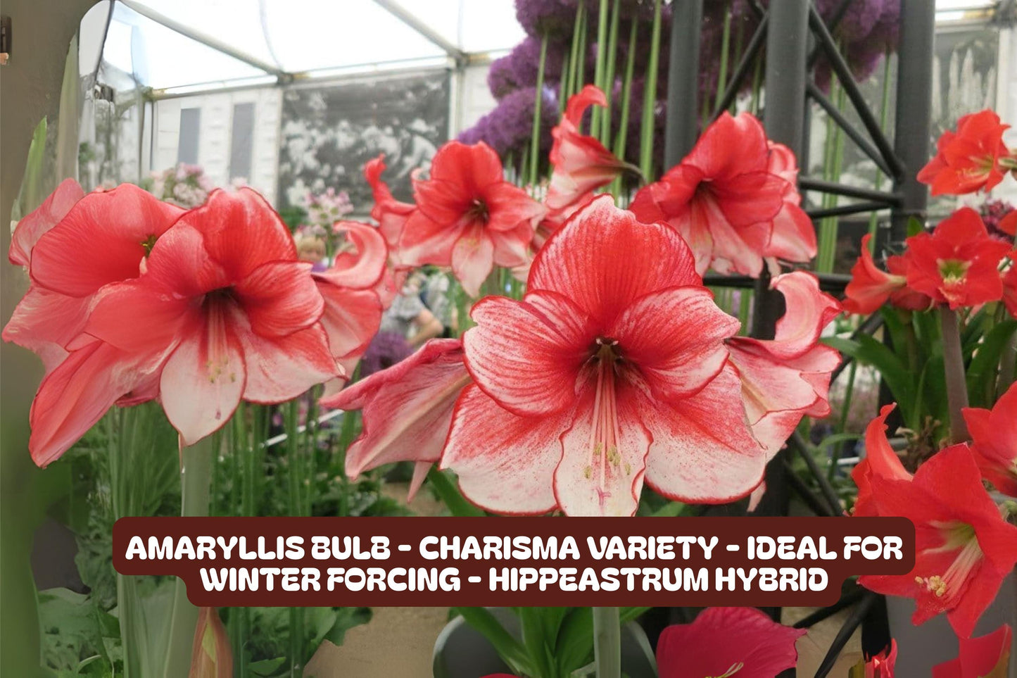 Amaryllis Bulb - Charisma Variety - Hippeastrum hybrid - Easy to Grow for Winter Forcing