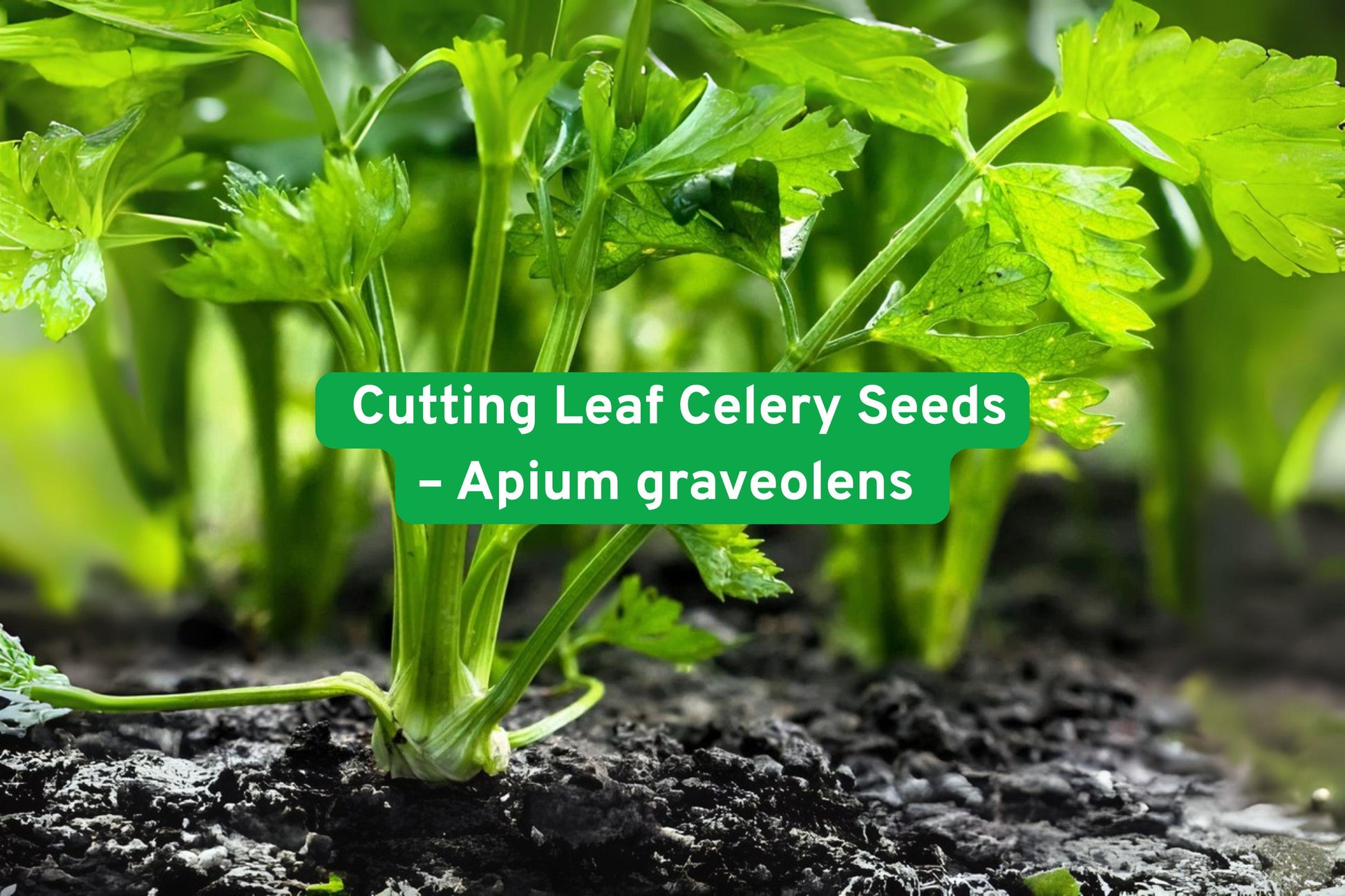 Cutting Celery Seeds - Heirloom Soup Herb - Apium graveolens - Flavorful Leaves for Seasoning - 1500+ Seeds for Container Gardening