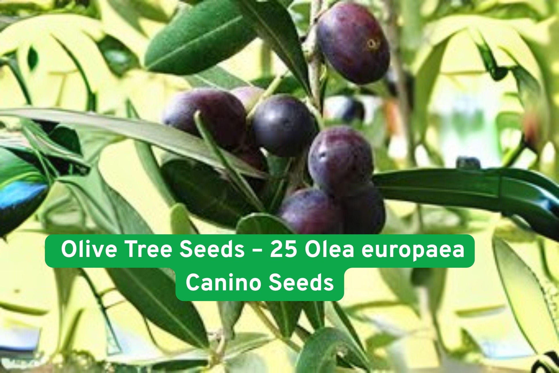 Olive Tree Seeds – 25 Olea europaea 'Canino' Non-GMO Seeds for Edible Olives & Bonsai | Grow Your Own Mediterranean Charm
