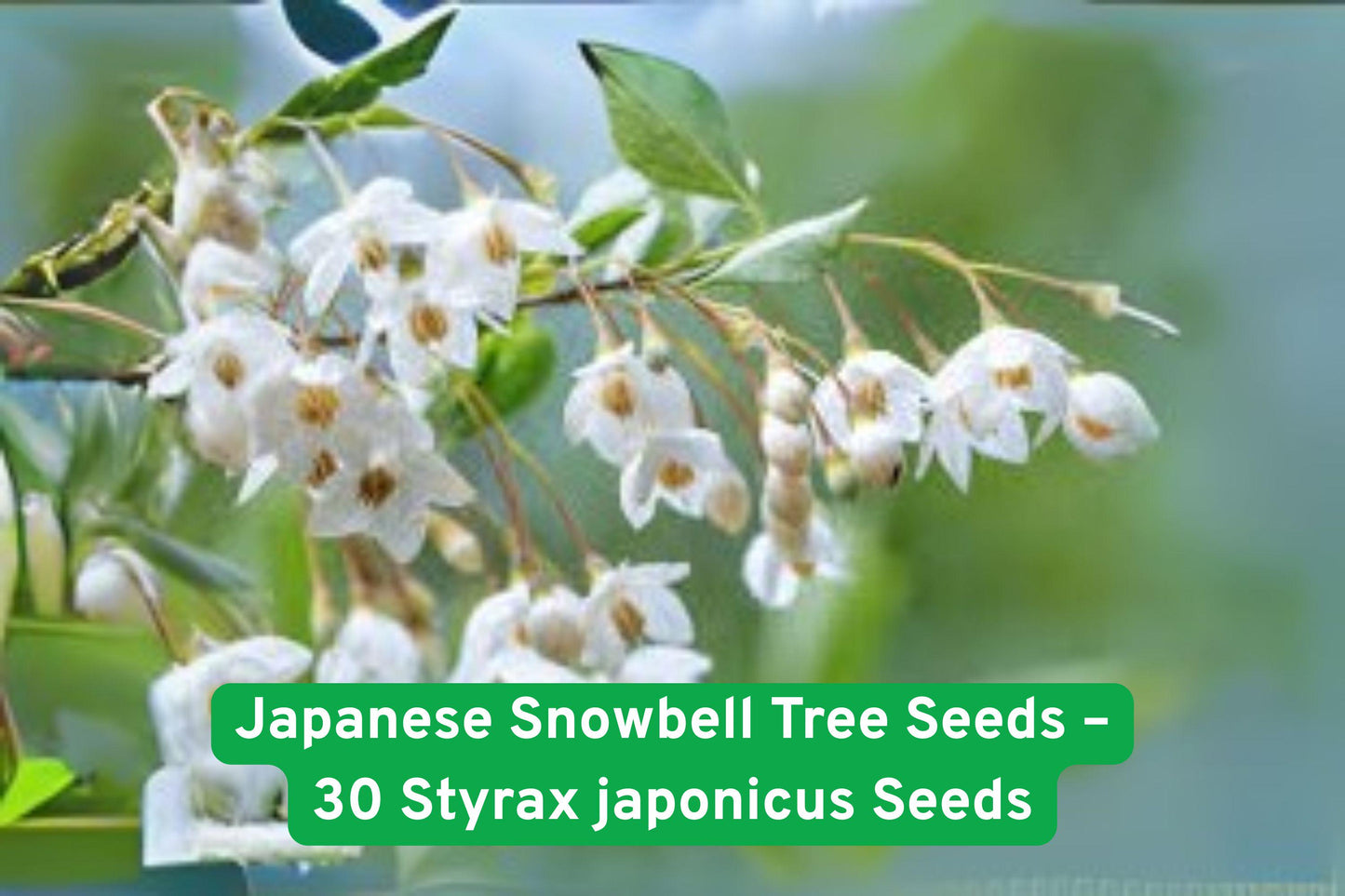 Japanese Snowbell Tree Seeds - 30 Non-GMO Seeds - Fragrant White Flowers - Styrax japonicus - Ornamental Garden Planting