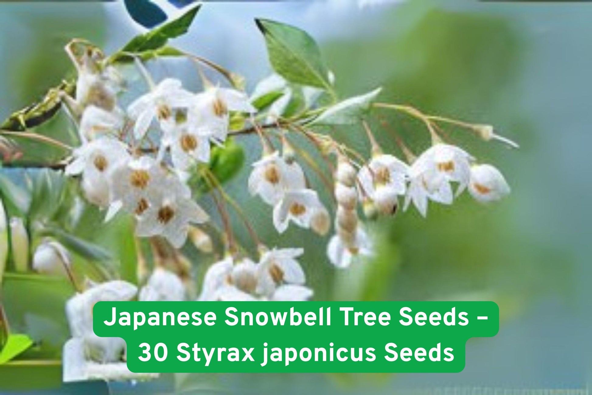 Japanese Snowbell Tree Seeds - 30 Non-GMO Seeds - Fragrant White Flowers - Styrax japonicus - Ornamental Garden Planting