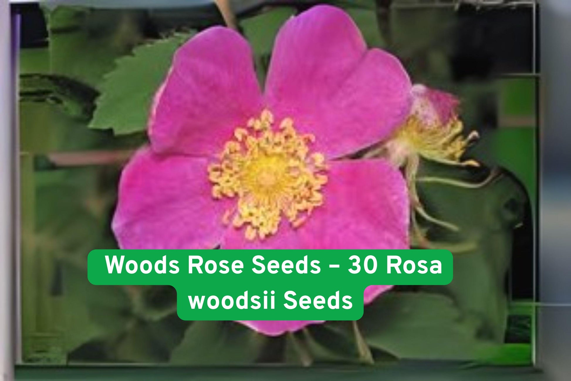 Woods' Rose Seeds - 30 Non-GMO Fragrant Wild Rose (Rosa woodsii) - Pink Blooms, Native North American Shrub for Wildlife Gardens
