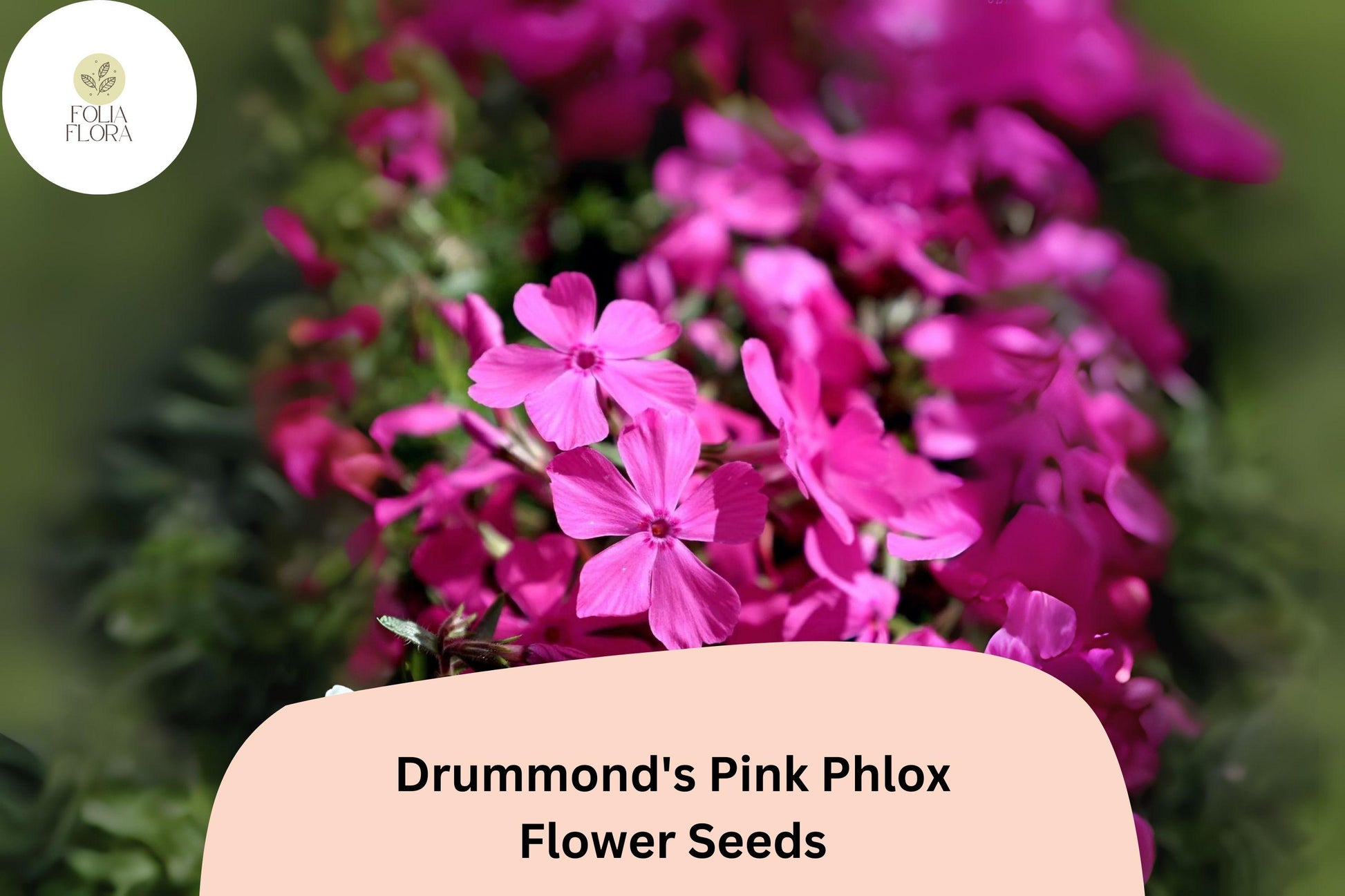 Drummond's Pink Phlox Seeds | 100+ Annual Flower Seeds | Bright Pink Blooms | Phlox drummondii