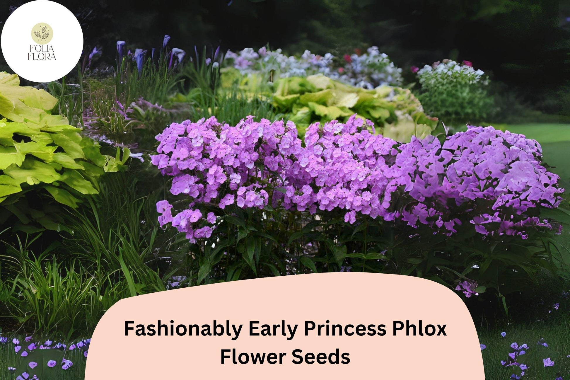 Fashionably Early Princess Phlox Seeds - 100+ Pink Perennial Blooms, Phlox paniculata, Attracts Pollinators, Easy to Grow
