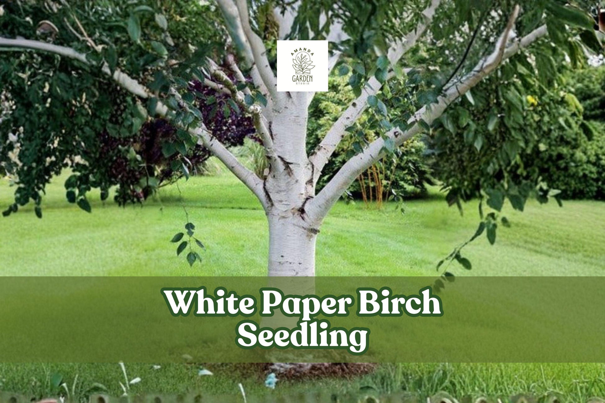 White Paper Birch Seedling - Fast Growing Tree - Betula papyrifera - Ornamental Bark, Cold Hardy, Golden Yellow Fall Foliage