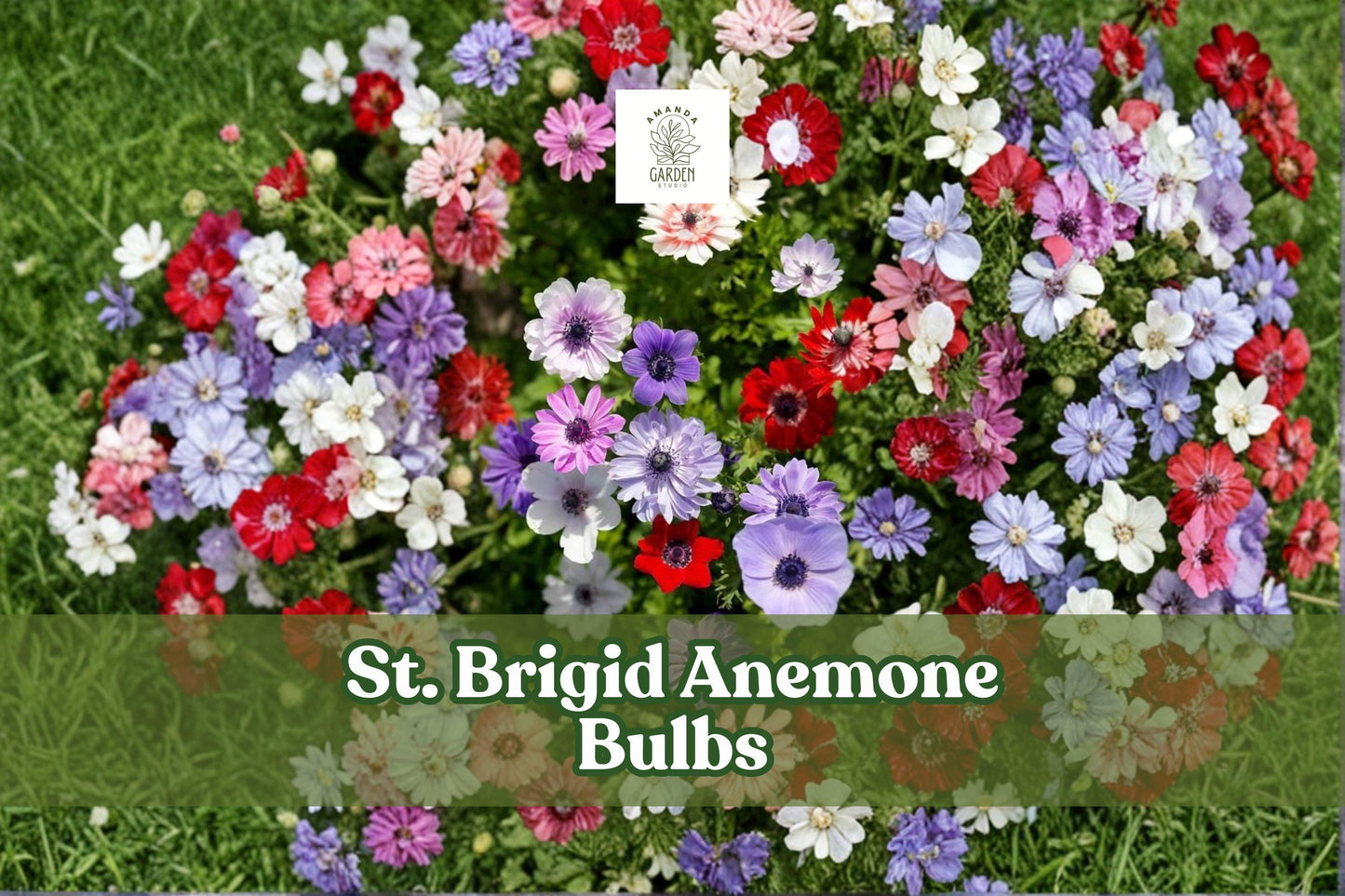 10 St. Brigid Anemone Bulbs - Mixed Double Blooms, Anemone coronaria ‘St. Brigid Mix’ - Hardy Perennial Flowering Bulbs