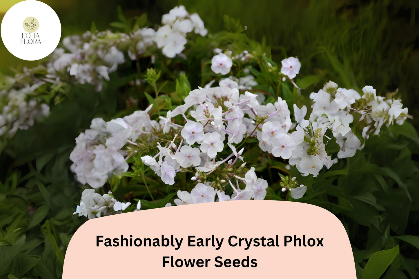 Phlox Seeds - 100+ Fashionably Early Crystal White Blooms - Phlox paniculata - Perennial Flower for Cut Gardens & Pollinators