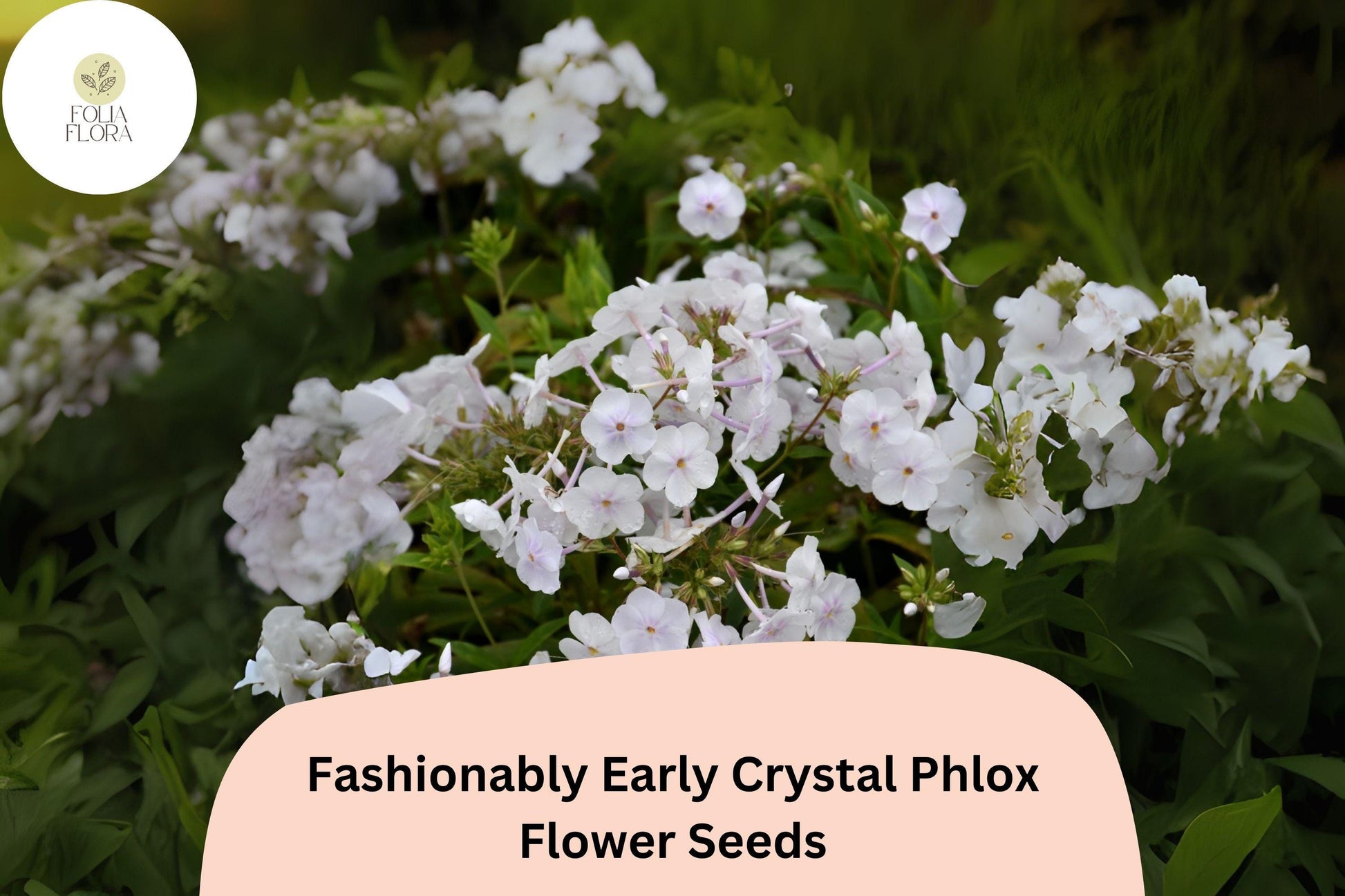 Phlox Seeds - 100+ Fashionably Early Crystal White Blooms - Phlox paniculata - Perennial Flower for Cut Gardens & Pollinators