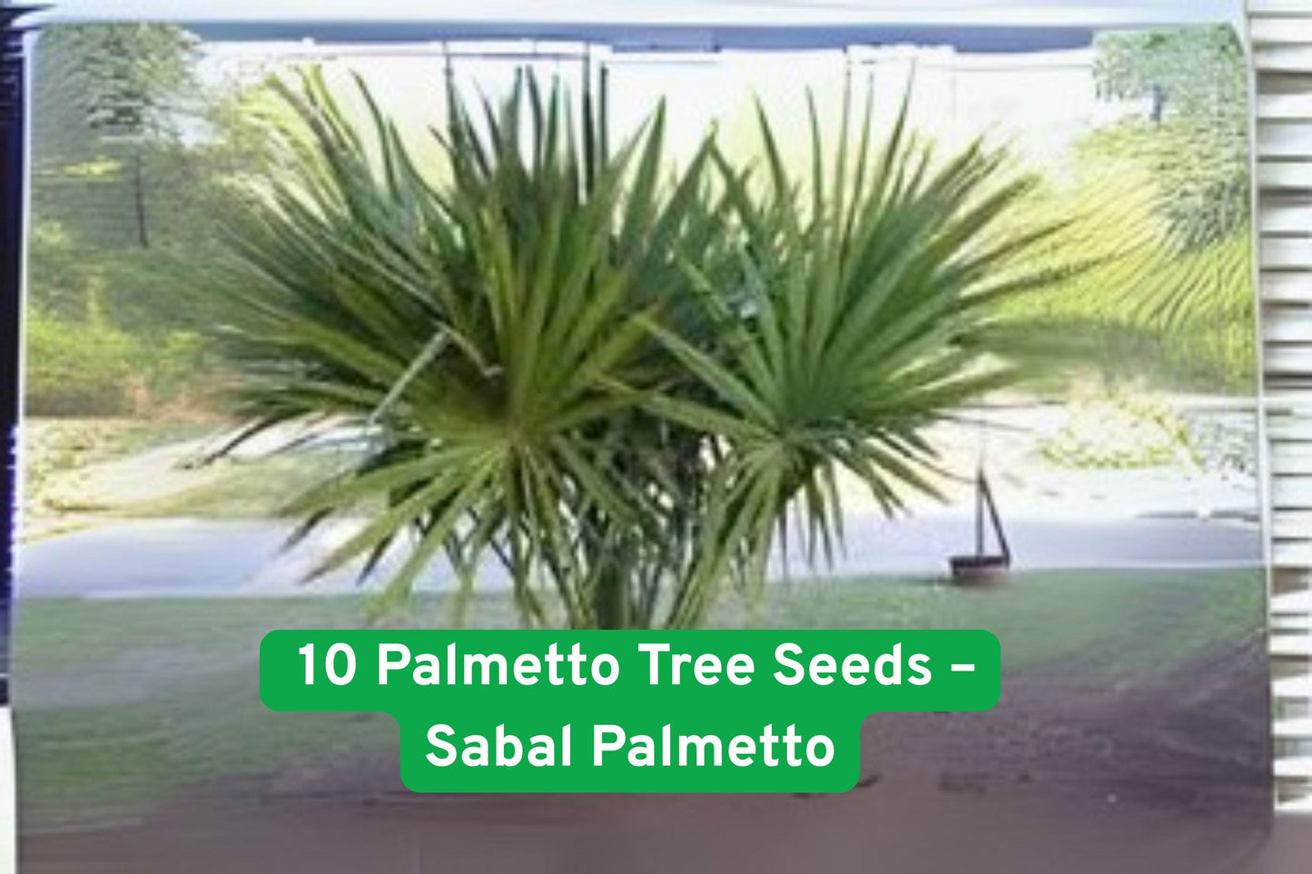 Sabal Palmetto Palm Tree Seeds - 10 Non-GMO Seeds for Coastal Landscaping - Easy Grow (Sabal palmetto)