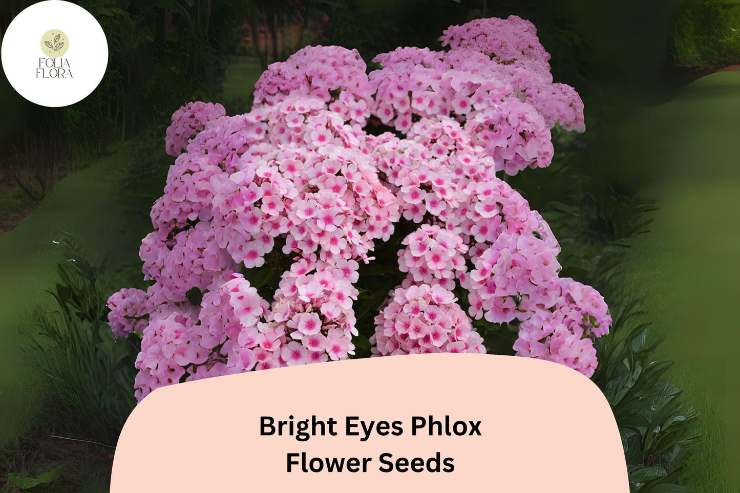 Bright Eyes Phlox Seeds | 100+ Pink & Rose Annual Flower Seeds | Phlox drummondii | Compact, Easy-to-Grow, Pollinator-Friendly