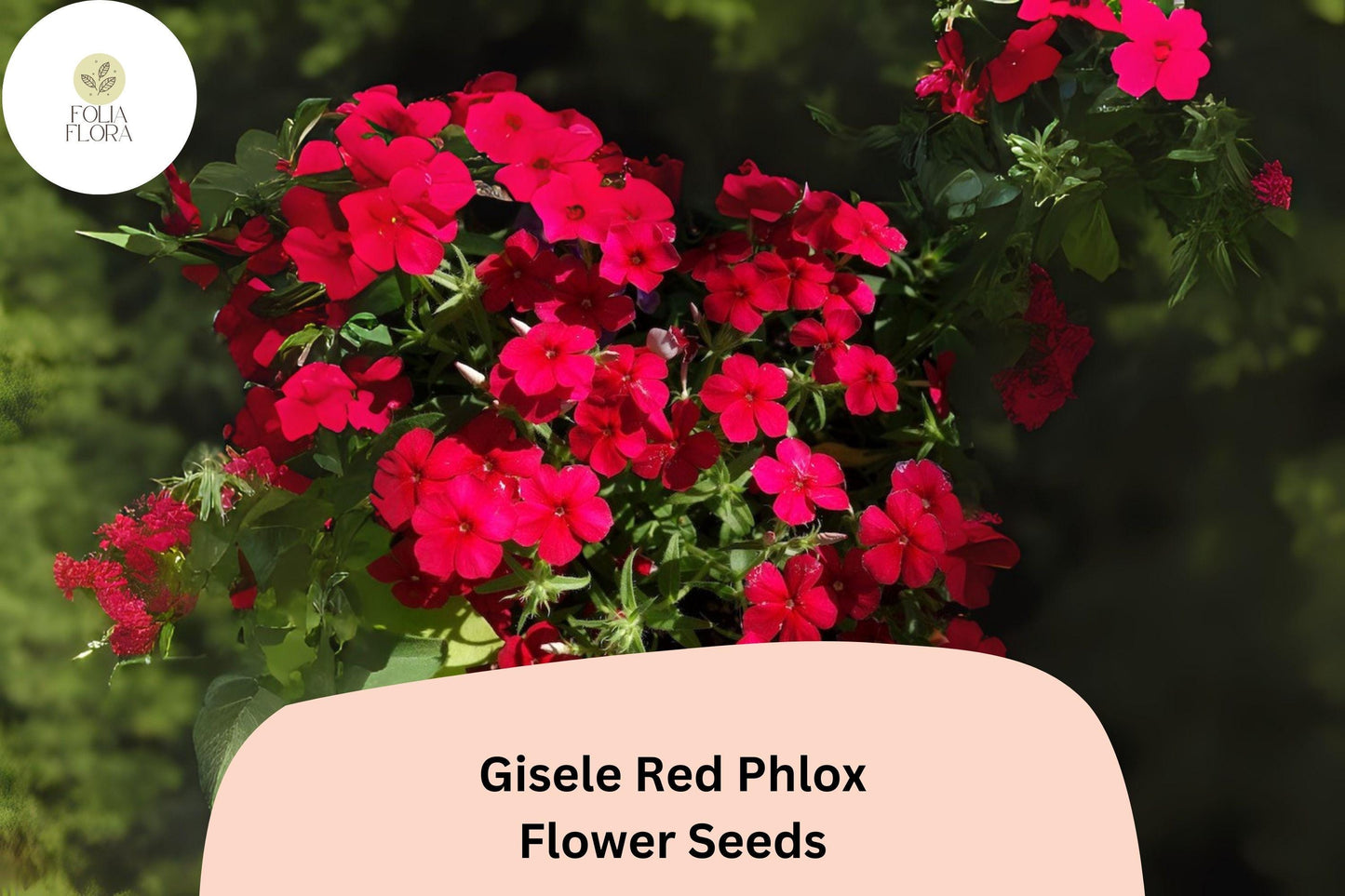 Gisele Red Phlox Seeds | 100+ Scarlet Blooms | Phlox drummondii | Vibrant Annual Garden Flower Seeds for Beds & Containers